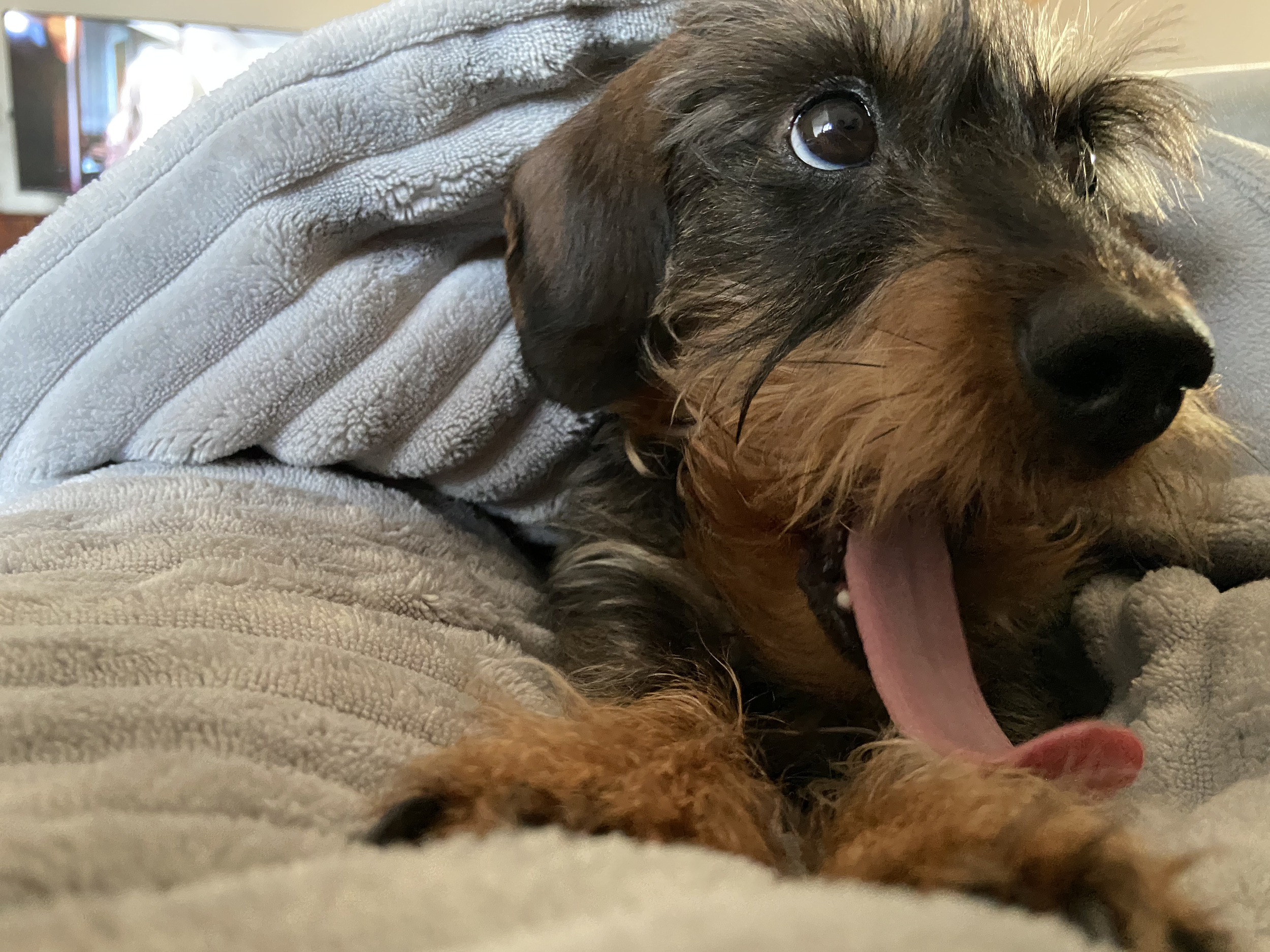 Nahaufnahme eines braunen Hundes mit schwarzen Ohren, liegend auf einem grauen Handtuch. Der Hund hat große, dunkle Augen und eine offene Schnauze mit sichtbarer Zunge.