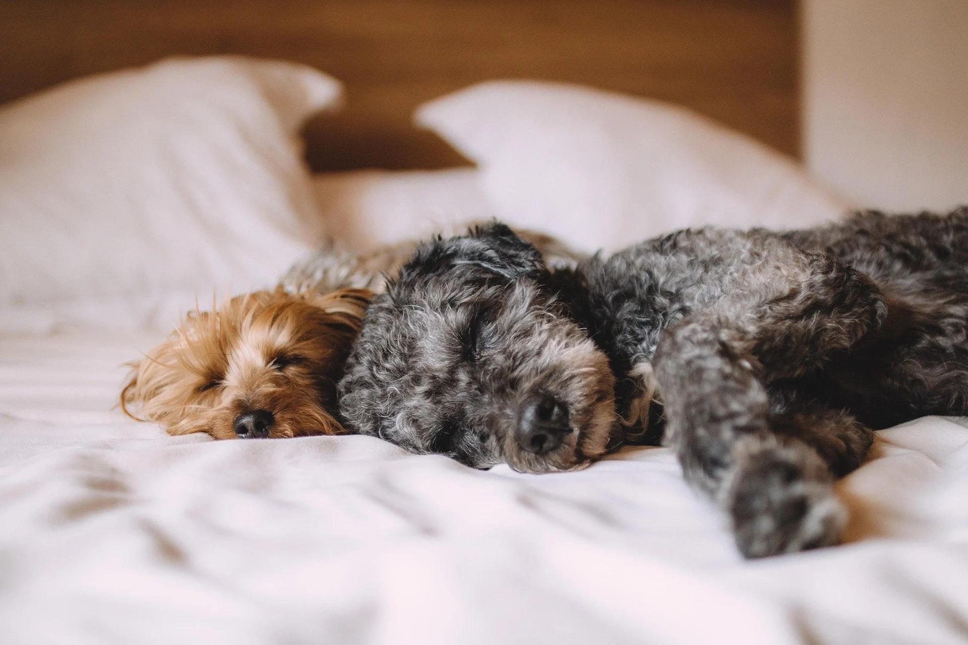 Drei schlafende Hunde liegen auf einem Bett in einer Wohnung.