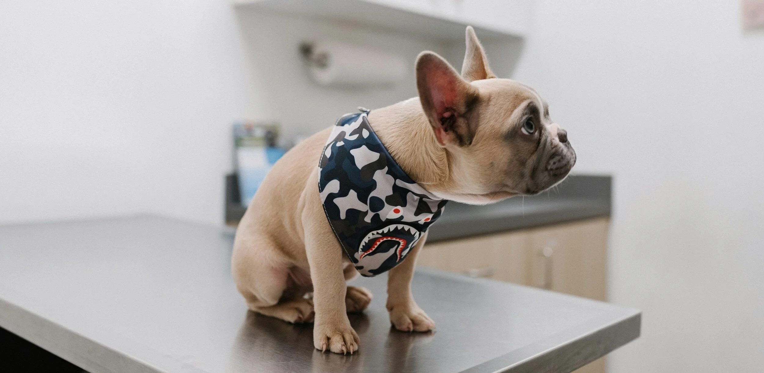 Port City Emergency Vet Patient
