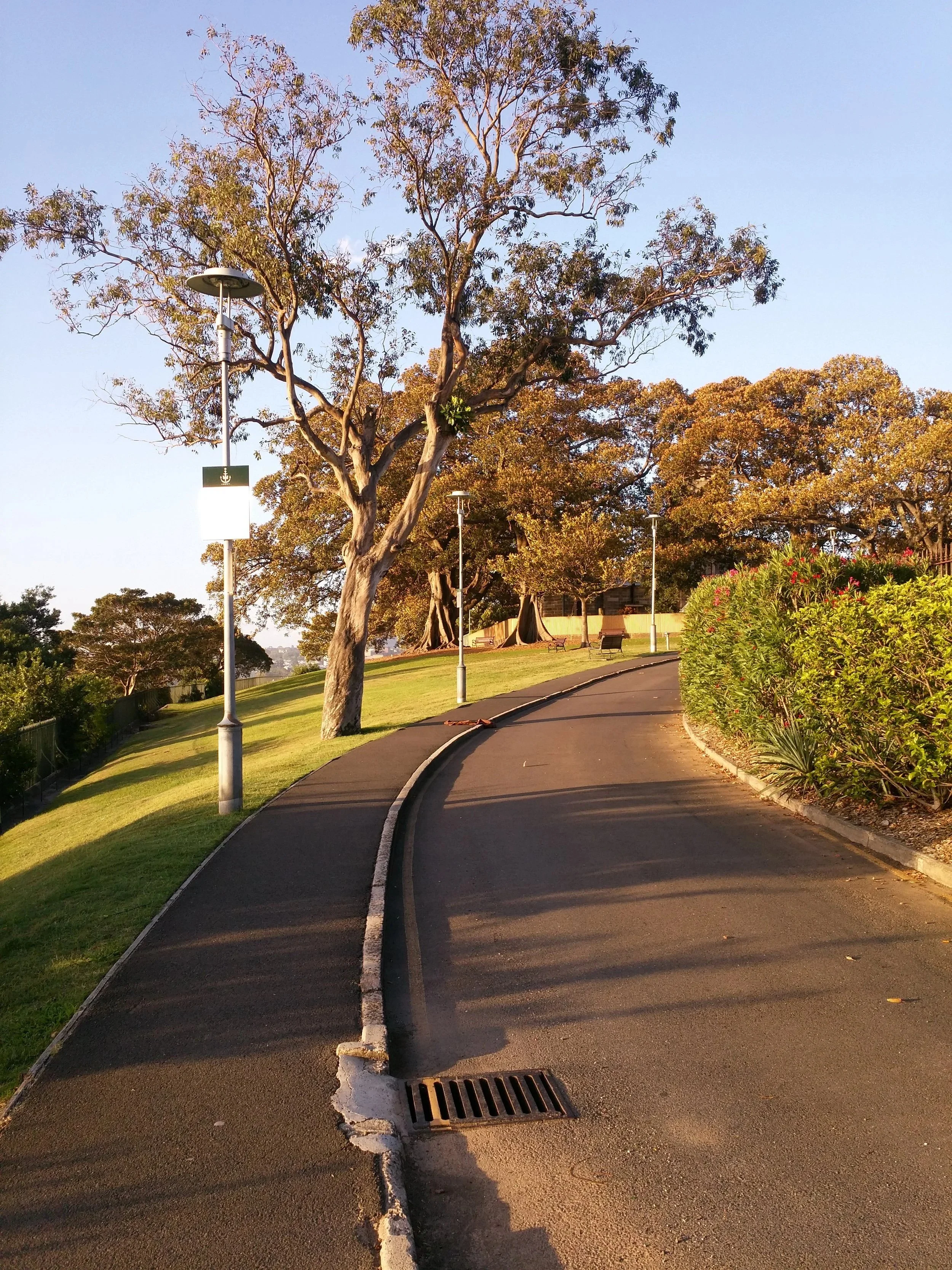 A curved asphalt pathway in a park with tall trees and benches, lampposts lining the path, clear sky in the background, some trees with sparse leaves, and a street drain at the curb.