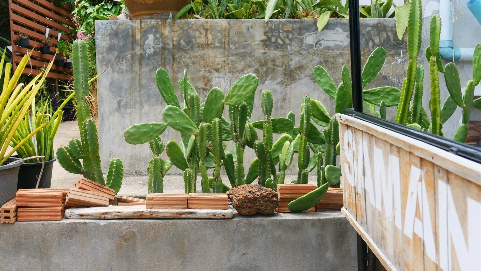 Potted plants, including cactus and aloe vera, on a concrete ledge with a weathered gray wall and climbing greenery in the background.