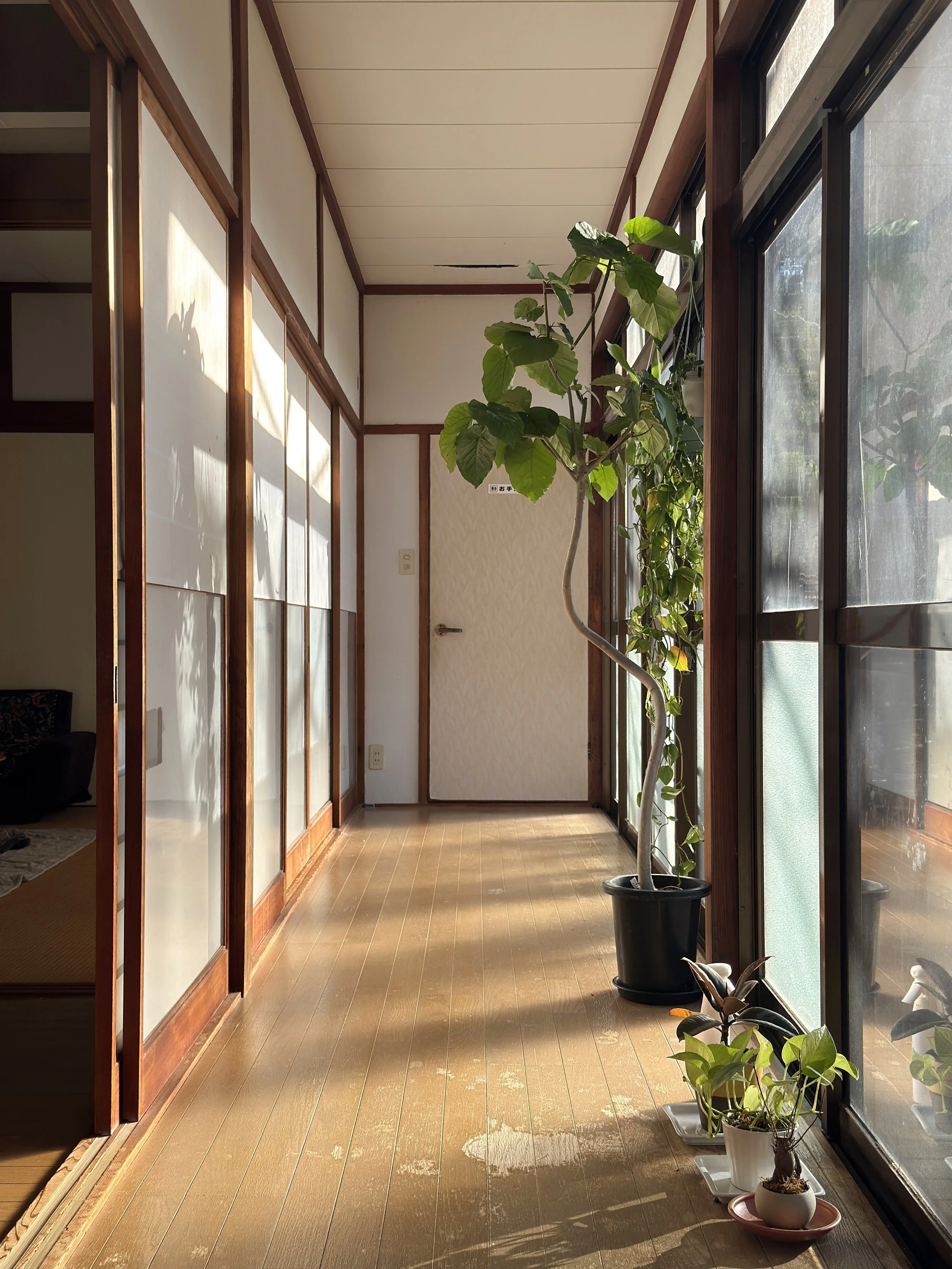 A bright indoor corridor with wooden flooring, large windows with black frames on the right, and potted plants placed along the windowsill. Shadows of the plants are cast on the wall on the left.