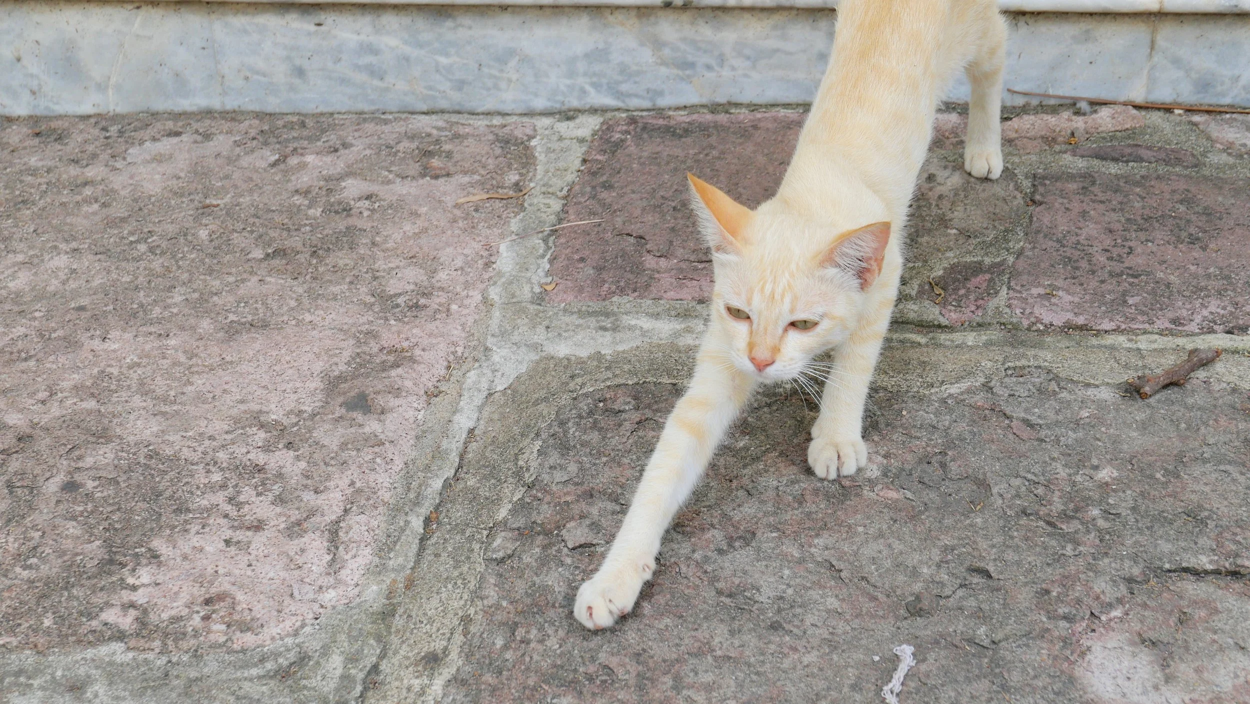 Cream-colored cat stretching on a stone sidewalk next to a wall.