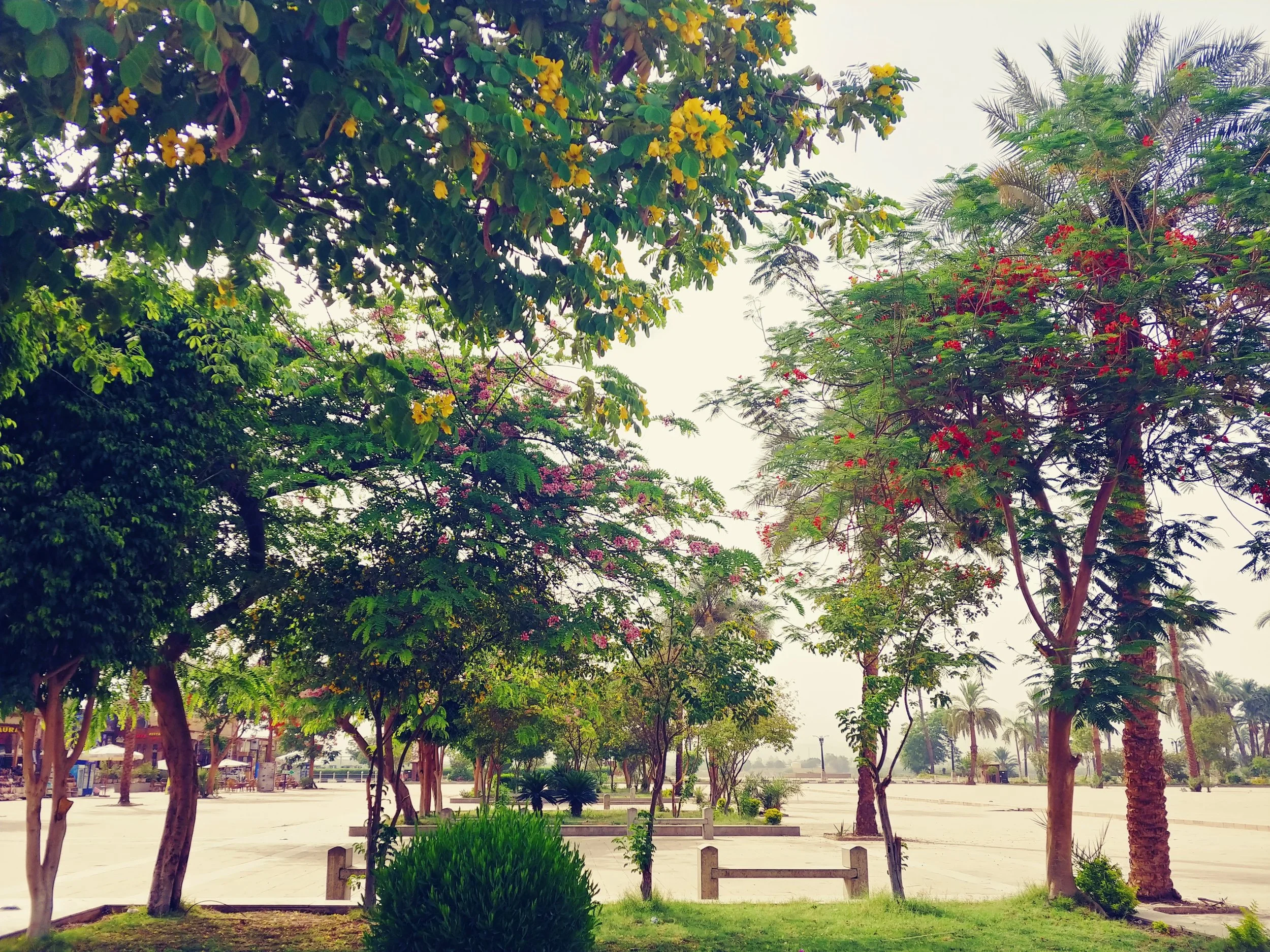 A park with trees, benches, and a pathway, under a lightly clouded sky.