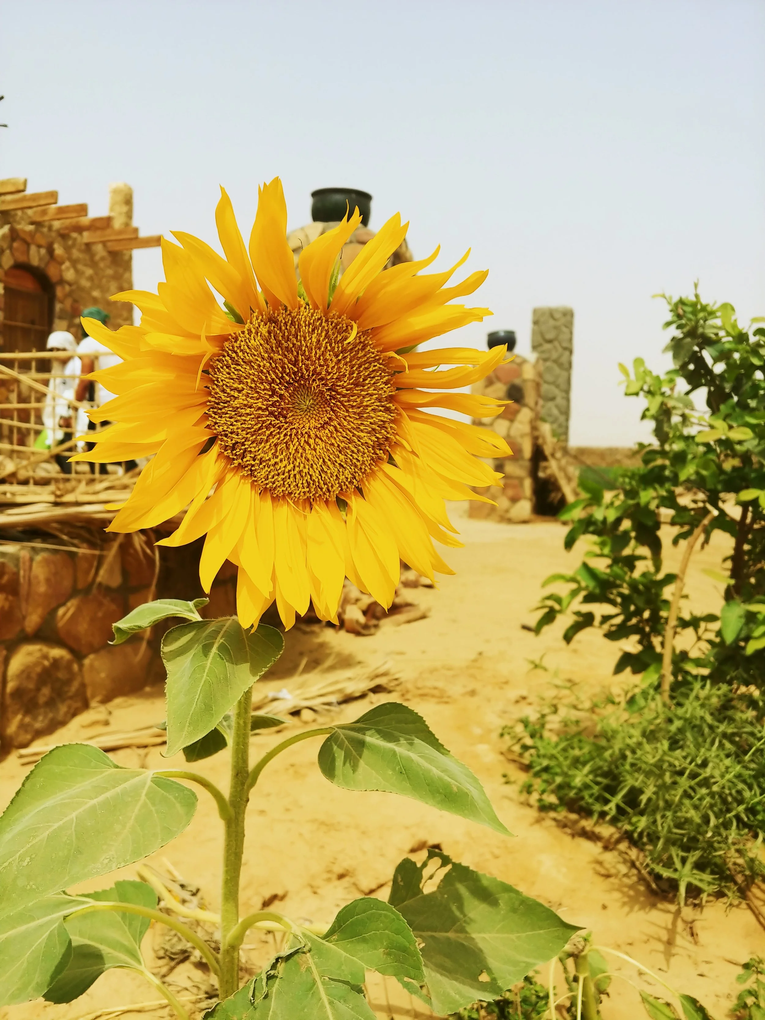 A large yellow sunflower with green leaves in foreground and a garden setting with stone walls and other plants in the background.