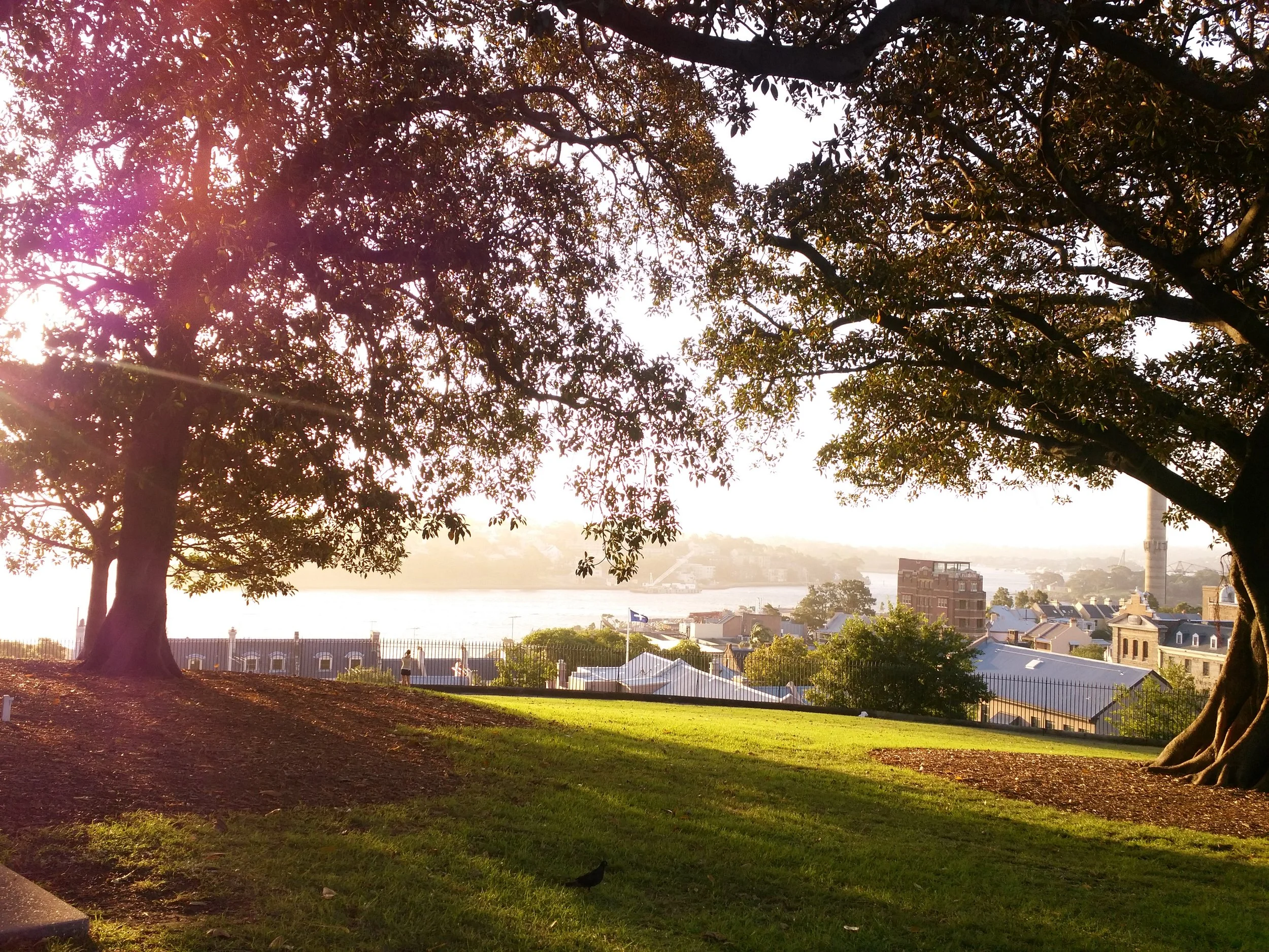 A park scene at sunset with large trees in the foreground and a cityscape with buildings and a body of water in the background.