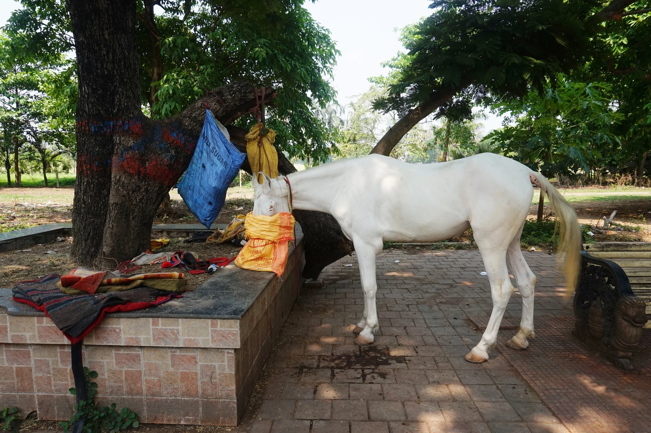 A white horse standing near a brick platform with various colorful cloths and bags, under a large tree with dense green foliage.