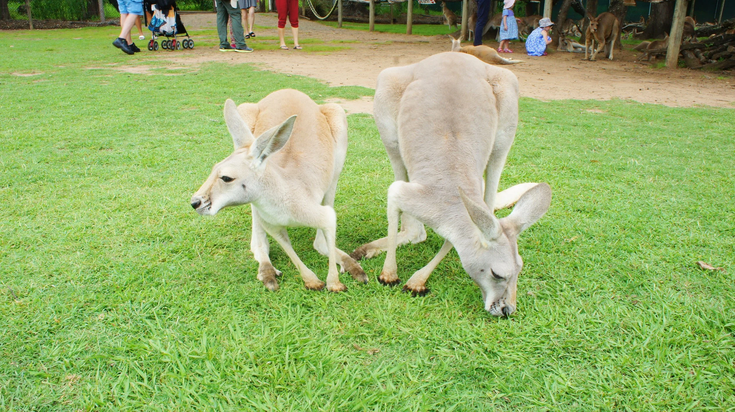 Two kangaroos grazing on green grass at a zoo, with people and other animals in the background.