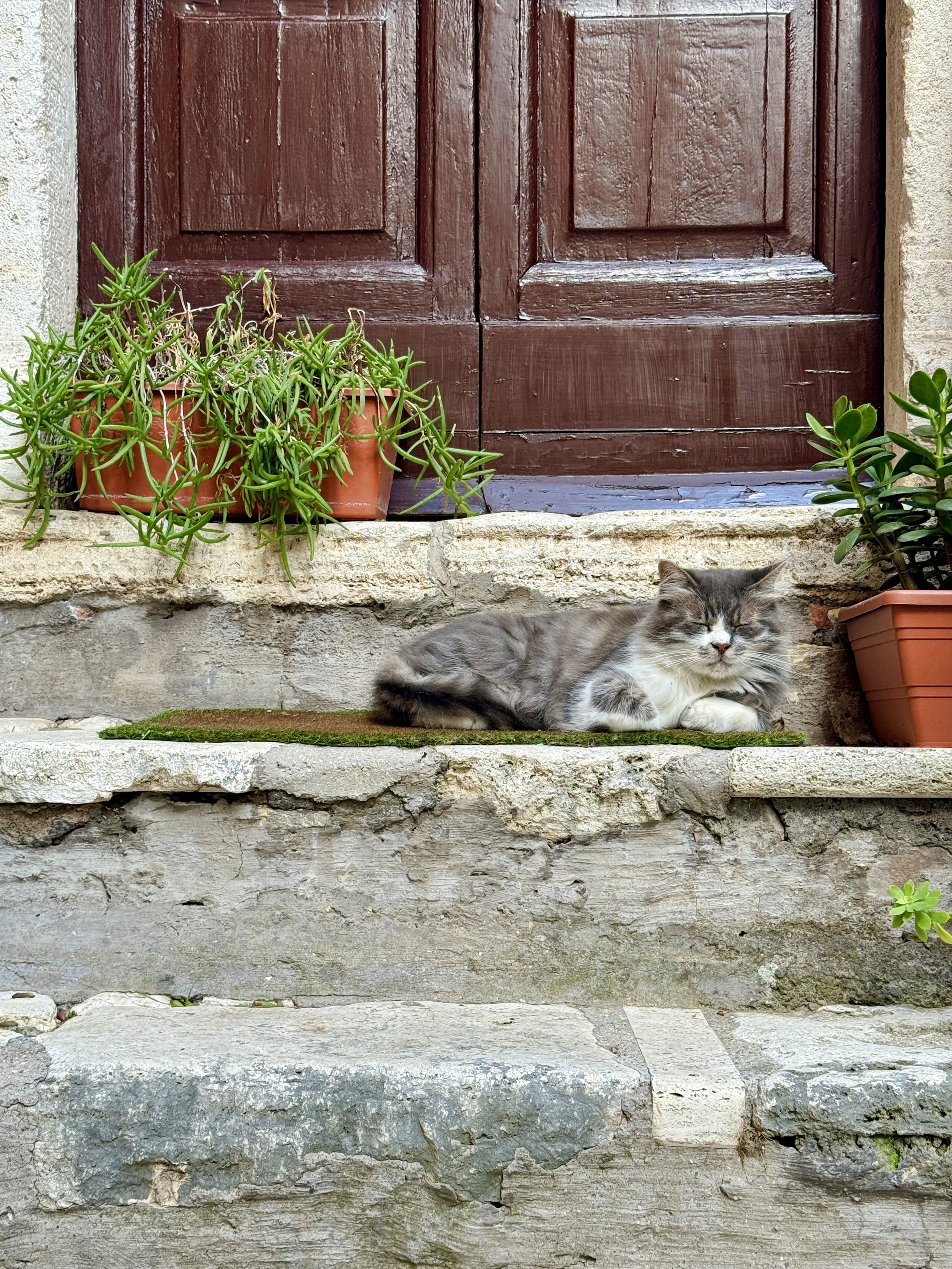 A gray and white cat lying on a stone step in front of a wooden door with potted plants on either side.