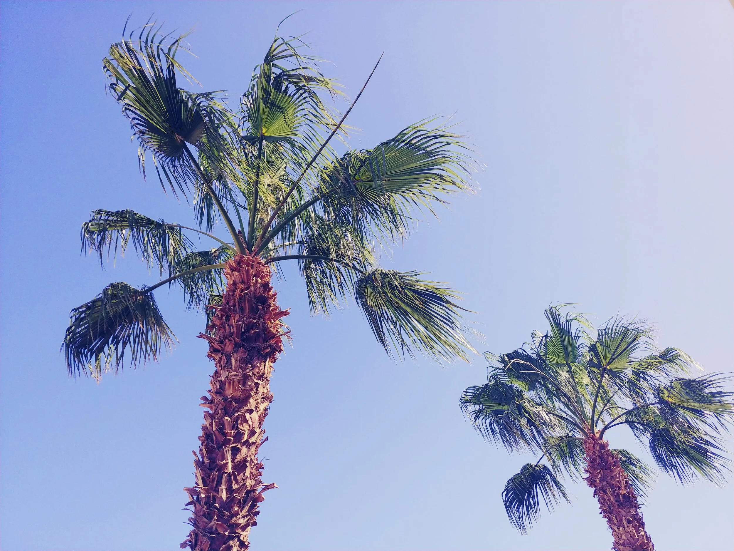 Two palm trees against a clear blue sky, no clouds visible.