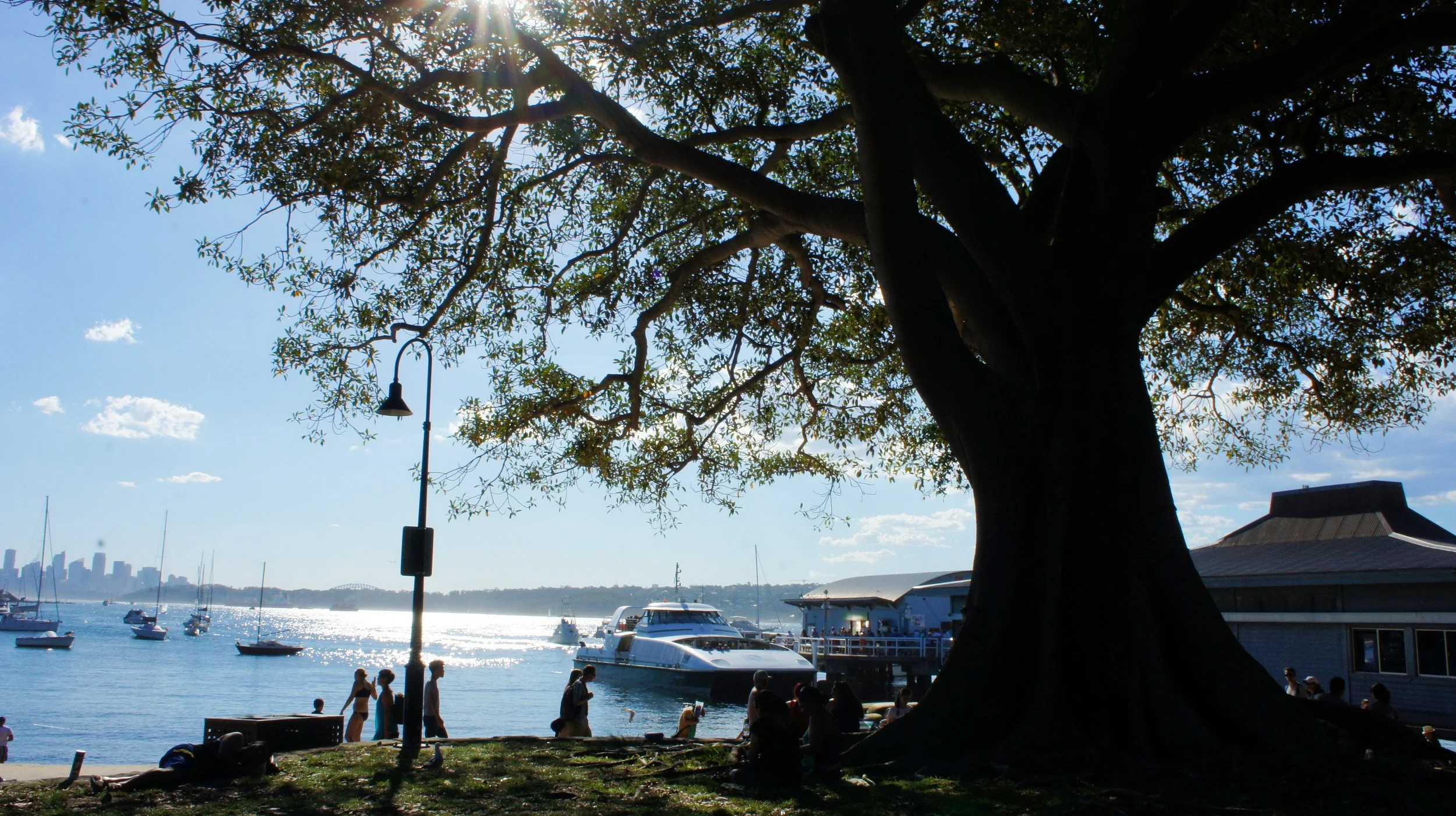 A large tree near a waterfront with boats docked in the water. Sunlight filters through the tree branches, creating a silhouette effect. People are sitting and walking near the water, with a city skyline visible in the distance across the water.