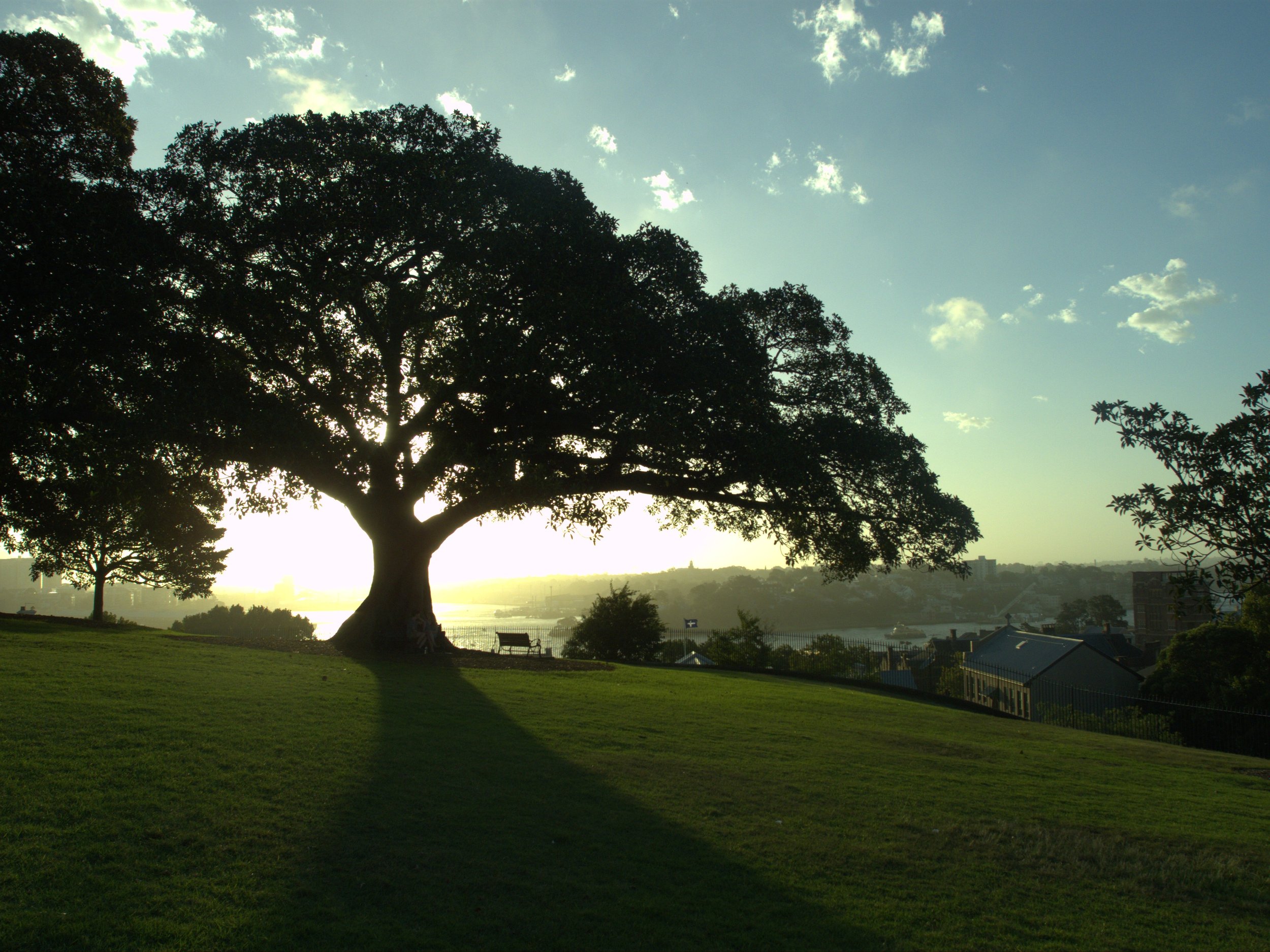 A park scene during sunset with a large tree in the foreground casting a shadow, green grass, smaller trees nearby, and a city skyline in the distance under a partly cloudy sky.