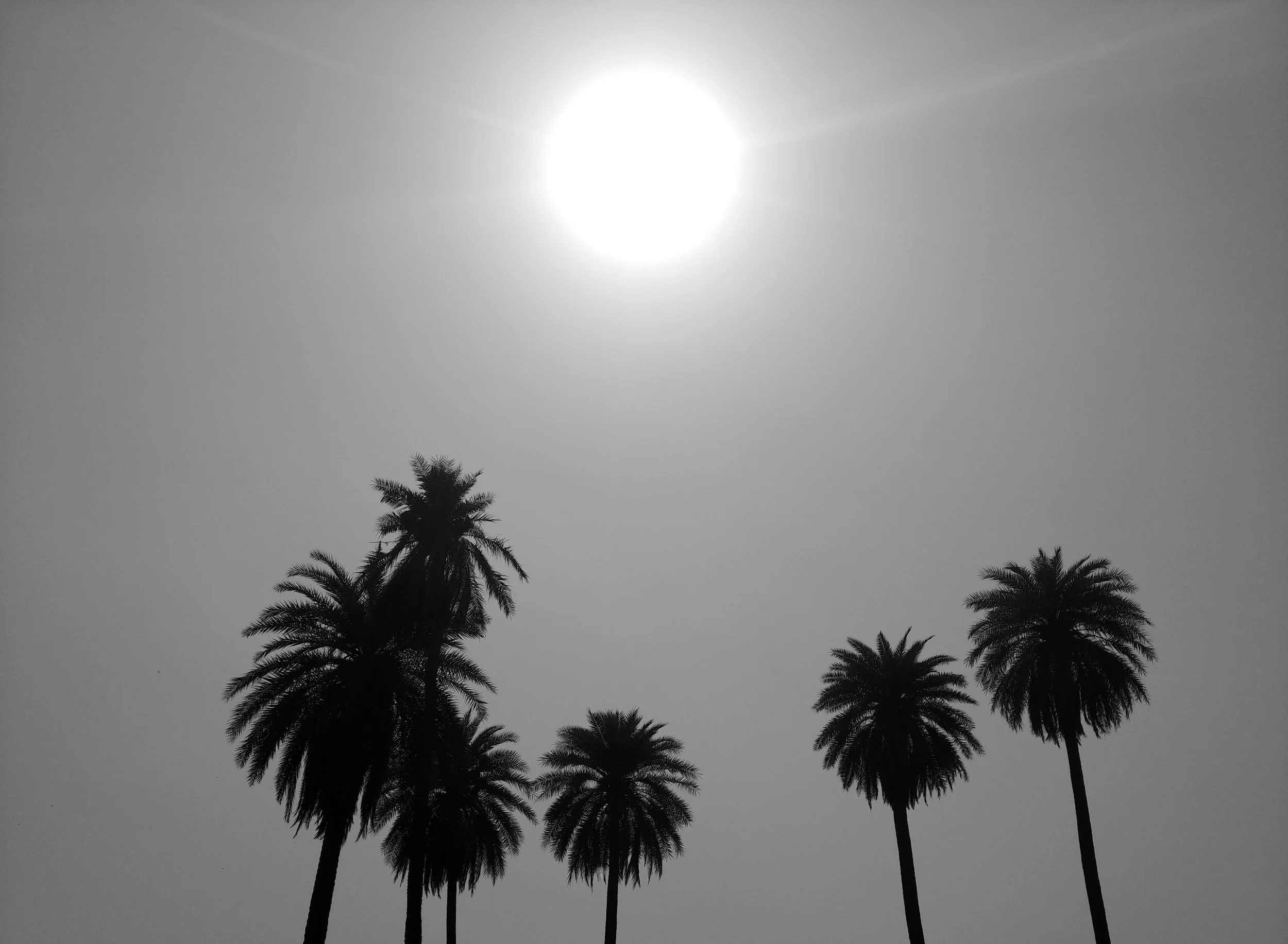 Silhouettes of palm trees against a bright sun in a gray sky