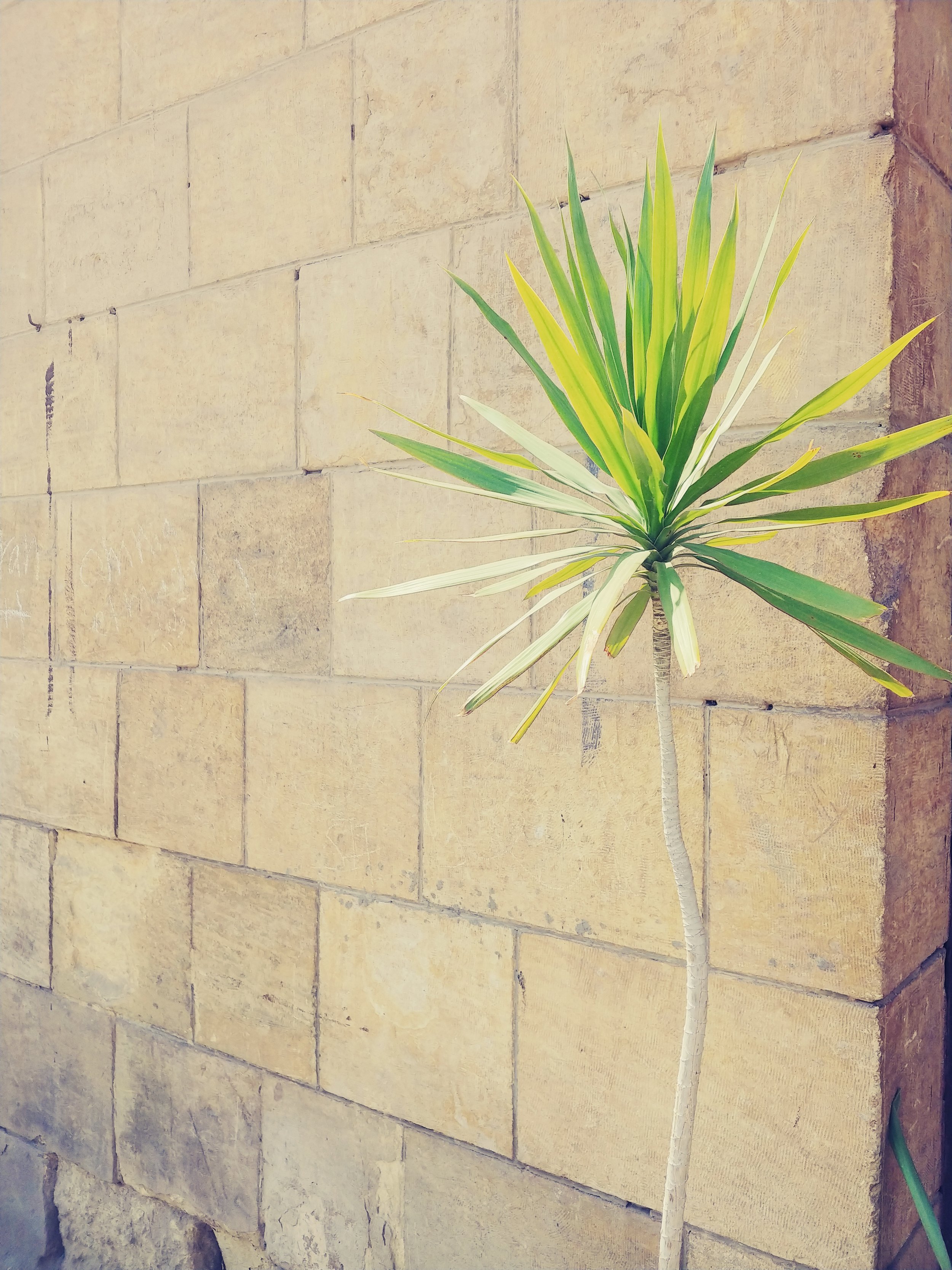 A potted tall green plant with long, pointed leaves in front of a beige stone brick wall.