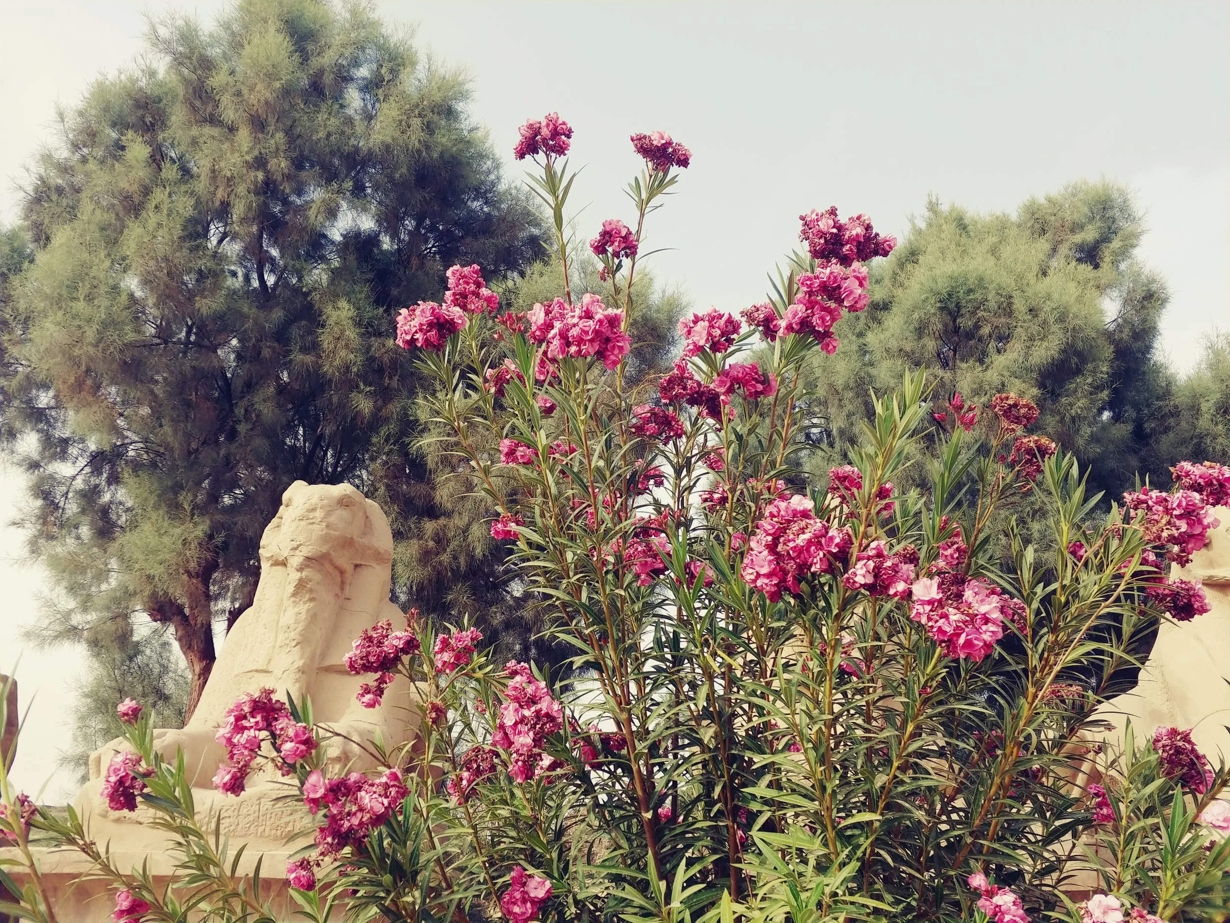 Pink flowering shrubs in front of green pine trees and a carved stone statue.