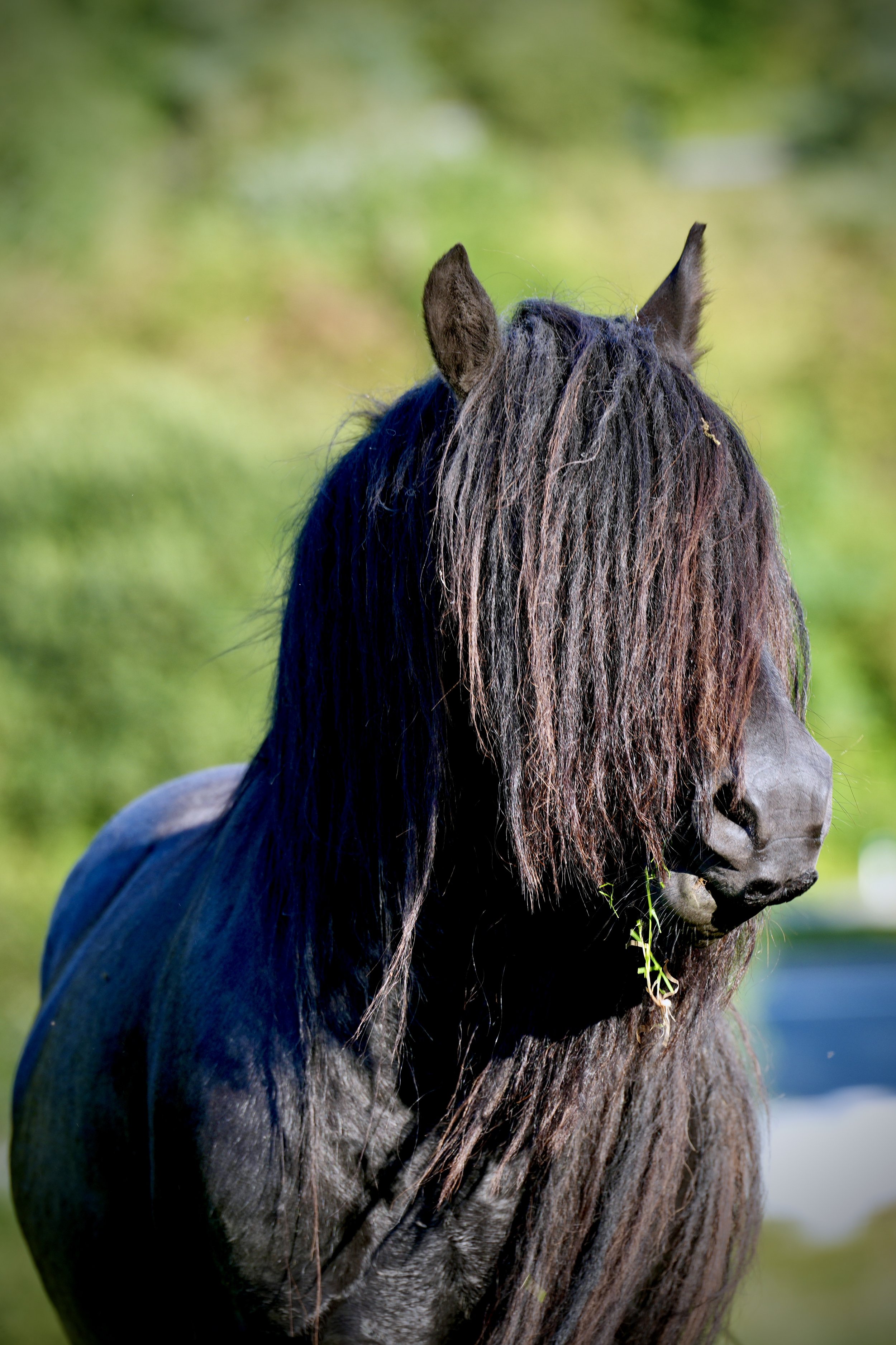 A black horse with a flowing mane grazing on grass with a blurred green background.
