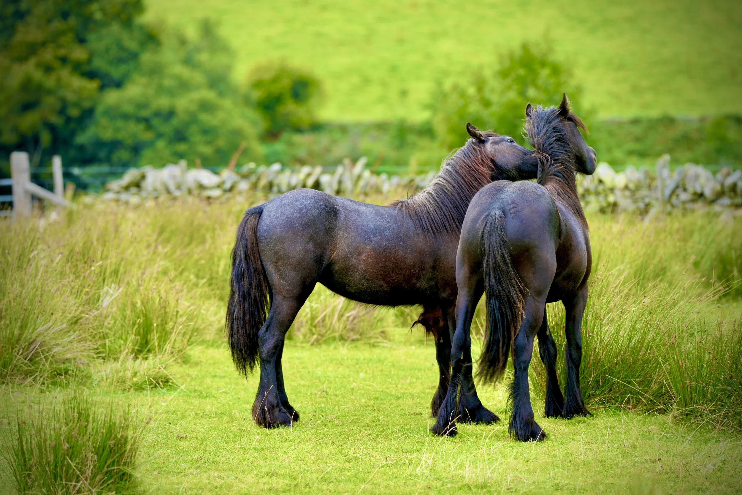 Two black horses with manes and tails standing close together in a green field.