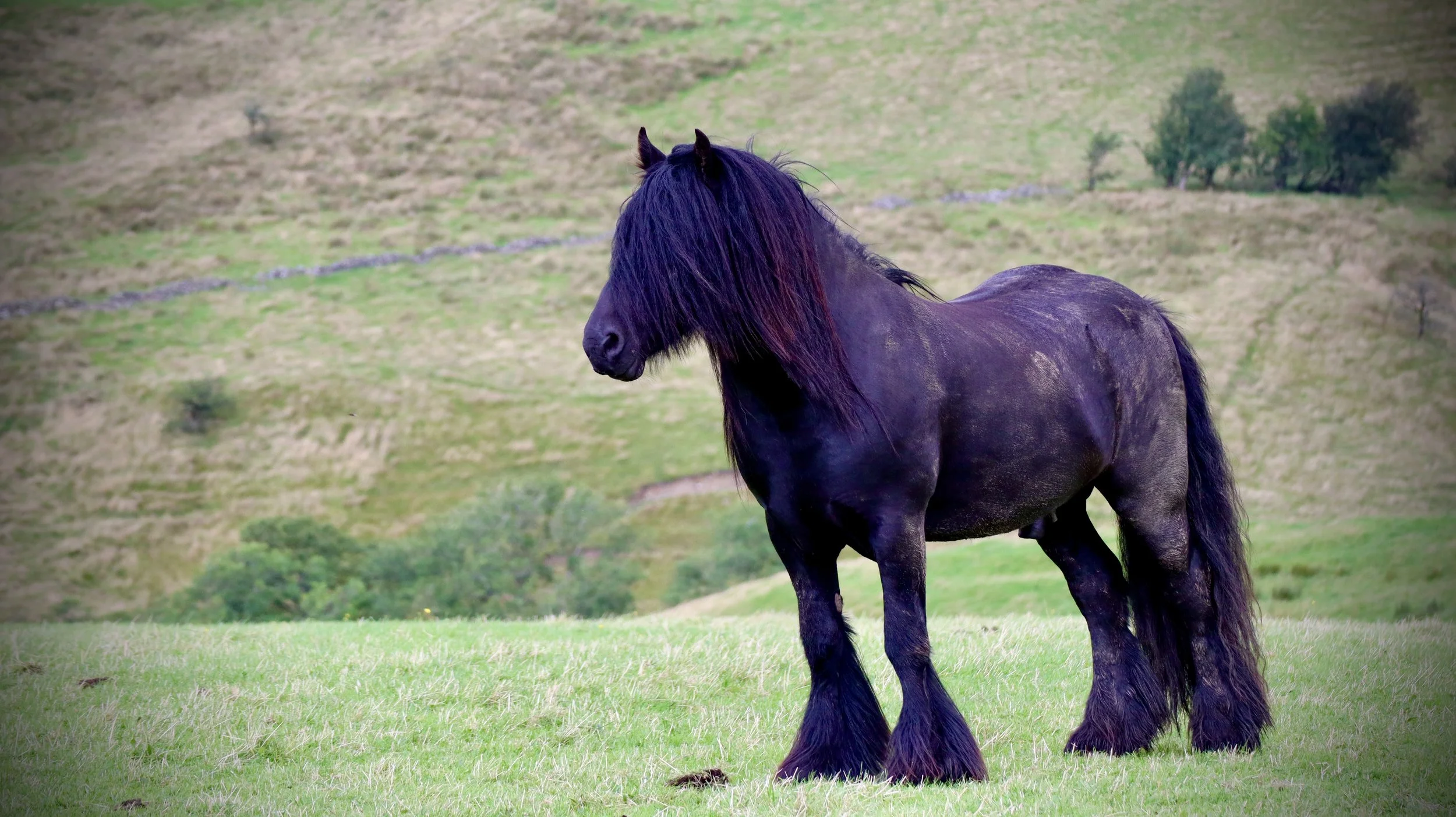 A black horse with a long, flowing mane standing on a grassy hill with trees in the background.