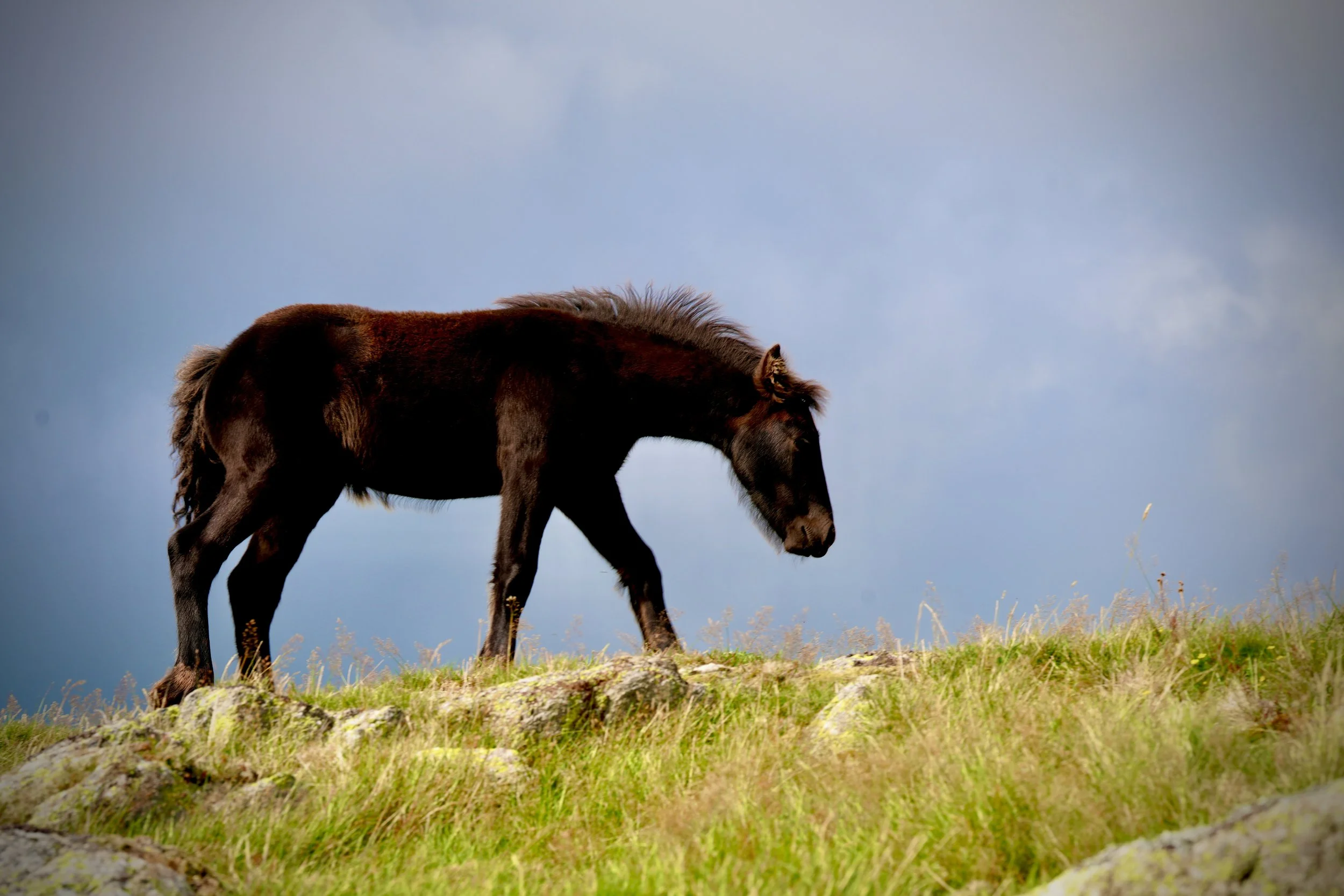 A brown horse with a flowing mane walking on a grassy hill under a blue sky with some clouds.