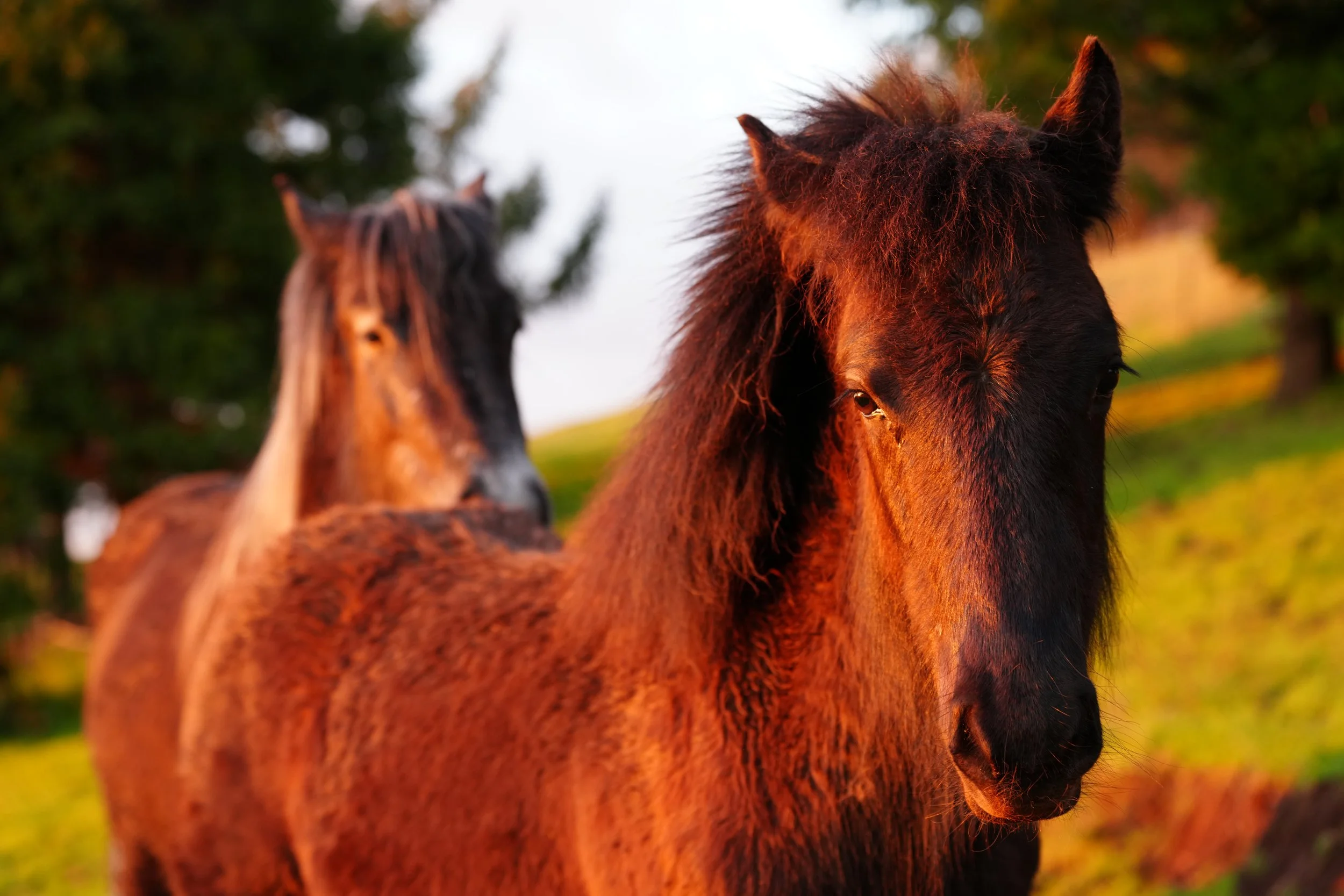 Two horses outdoors in a natural setting with trees, one horse in focus and the other slightly blurred, both with brown and black coats.