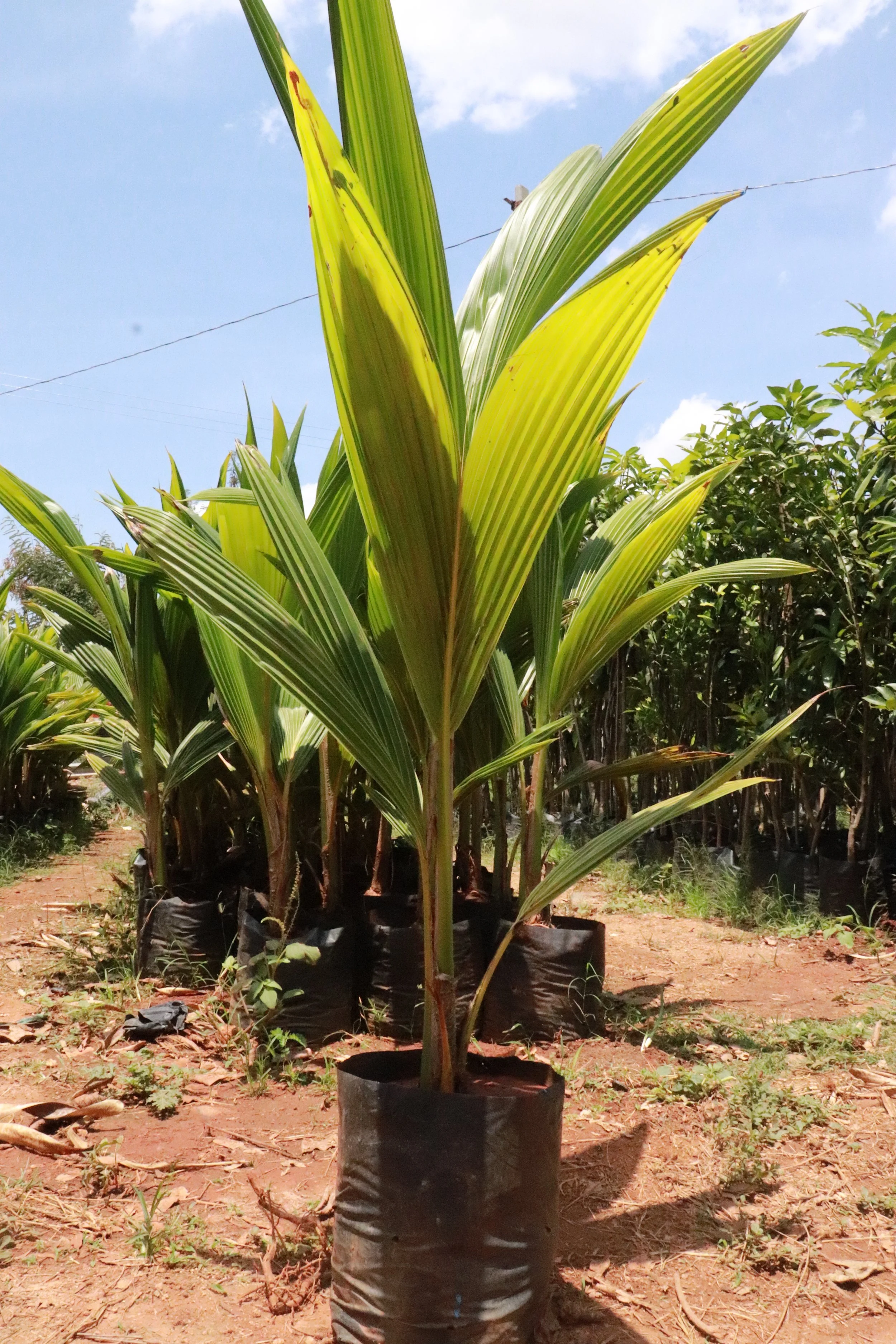 Columbus Coconut Variety