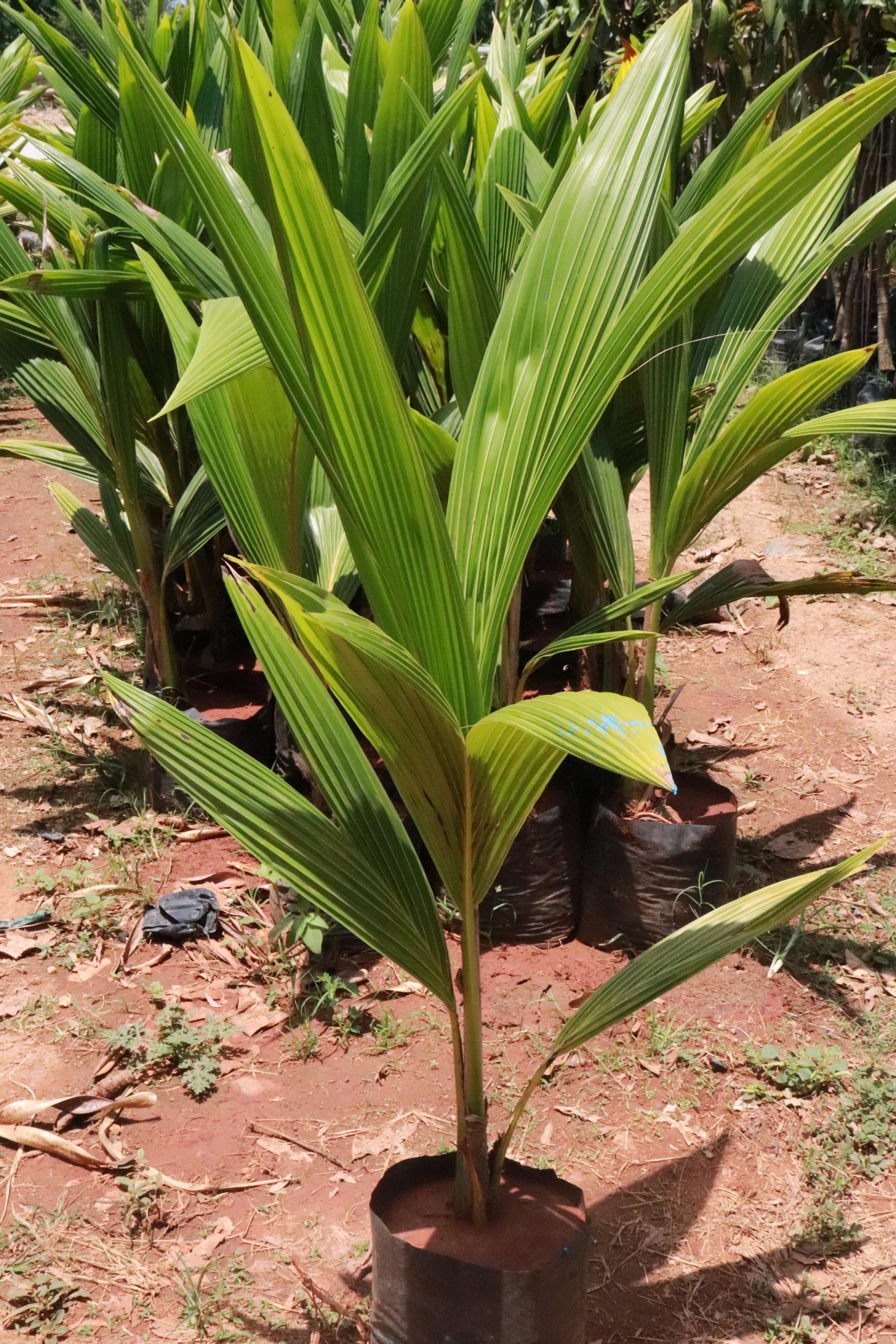 Thai Nam Hom Coconut
