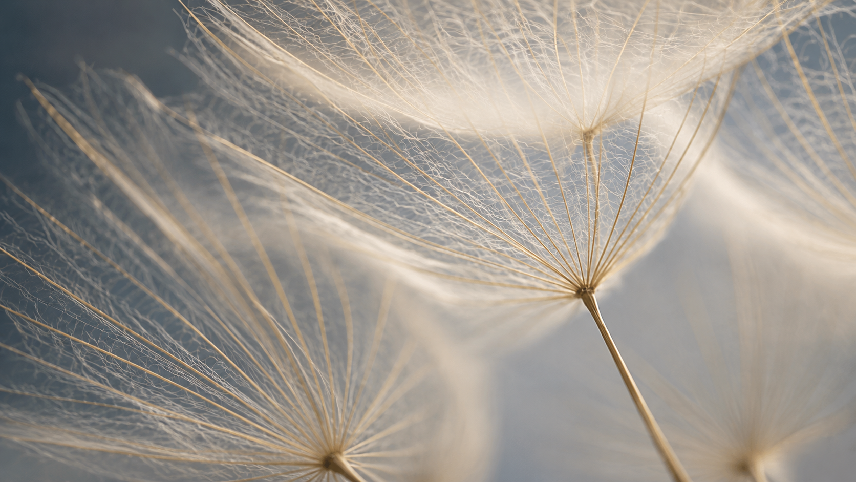 Close-up of delicate, dried dandelion seed heads with fine, intricate filaments and a soft, neutral background.