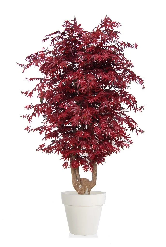 Poluveštački javor Malabar 220cm
