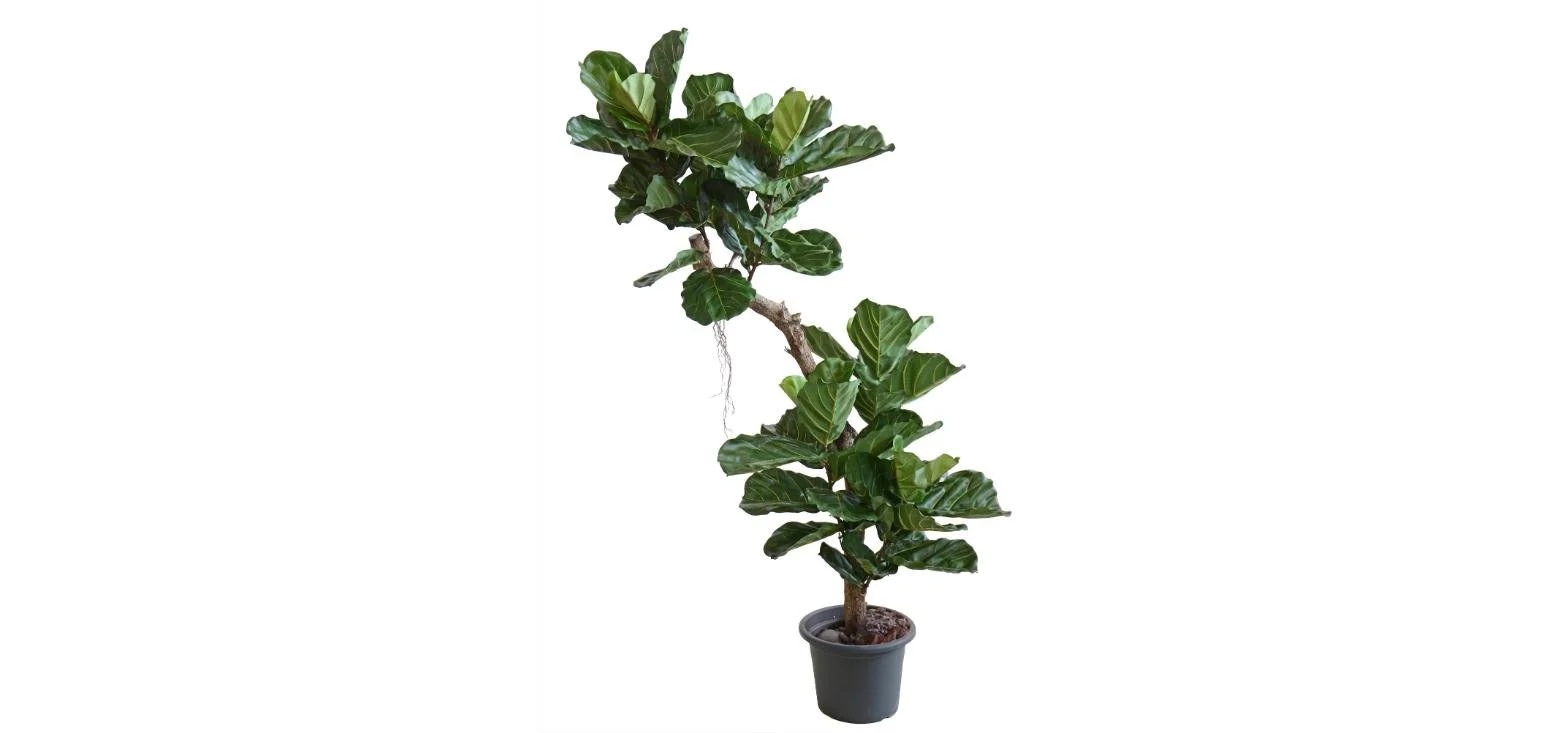 Poluveštački fikus Lyrata 210cm
