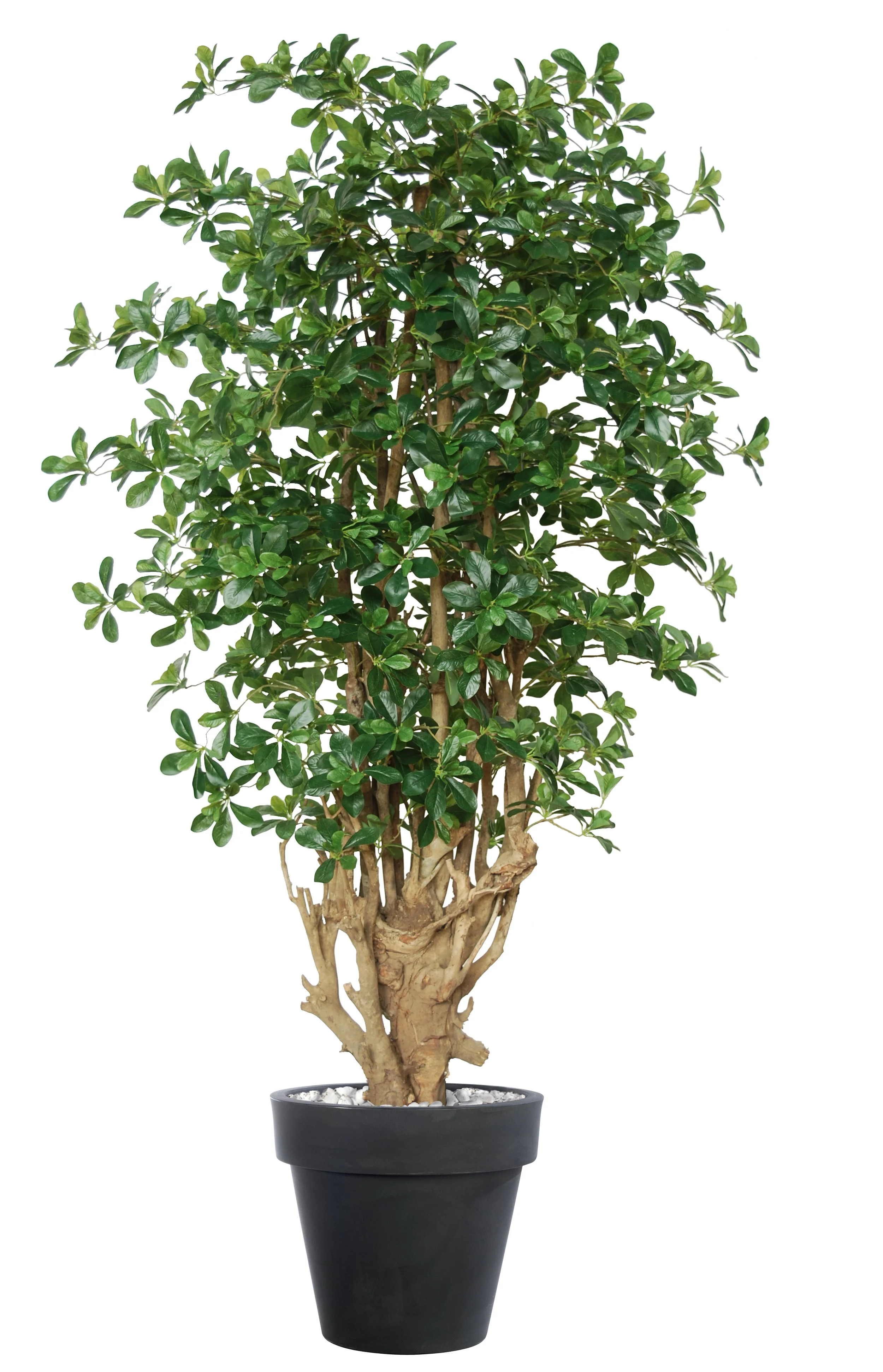 Poluveštačka buksifolija Malabar 220cm