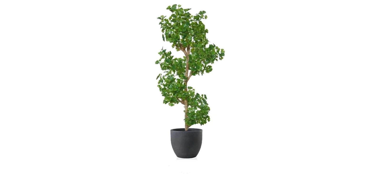 Poluveštački ginko Multistep 220cm
