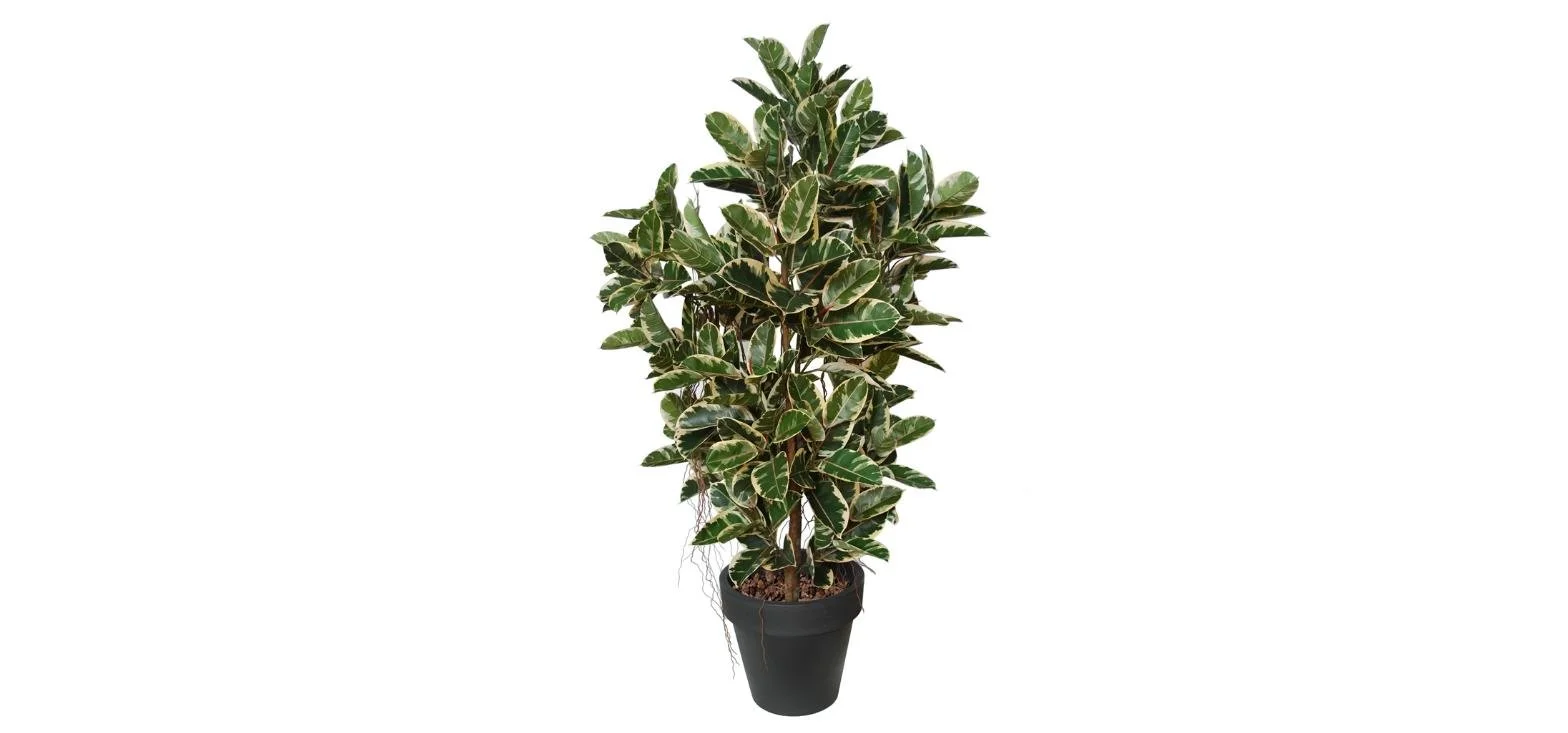 Poluveštački fikus Elastica Boschetto 210cm