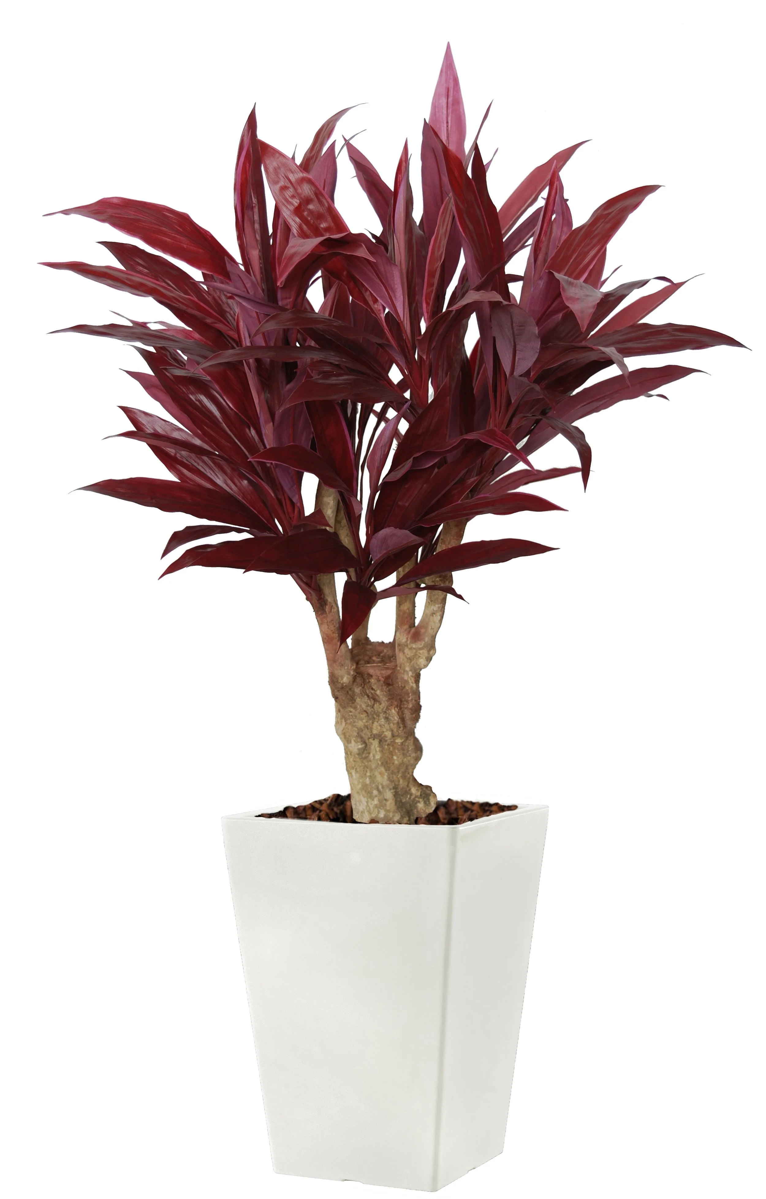 Poluveštačka kordilina Crown Mini 140cm