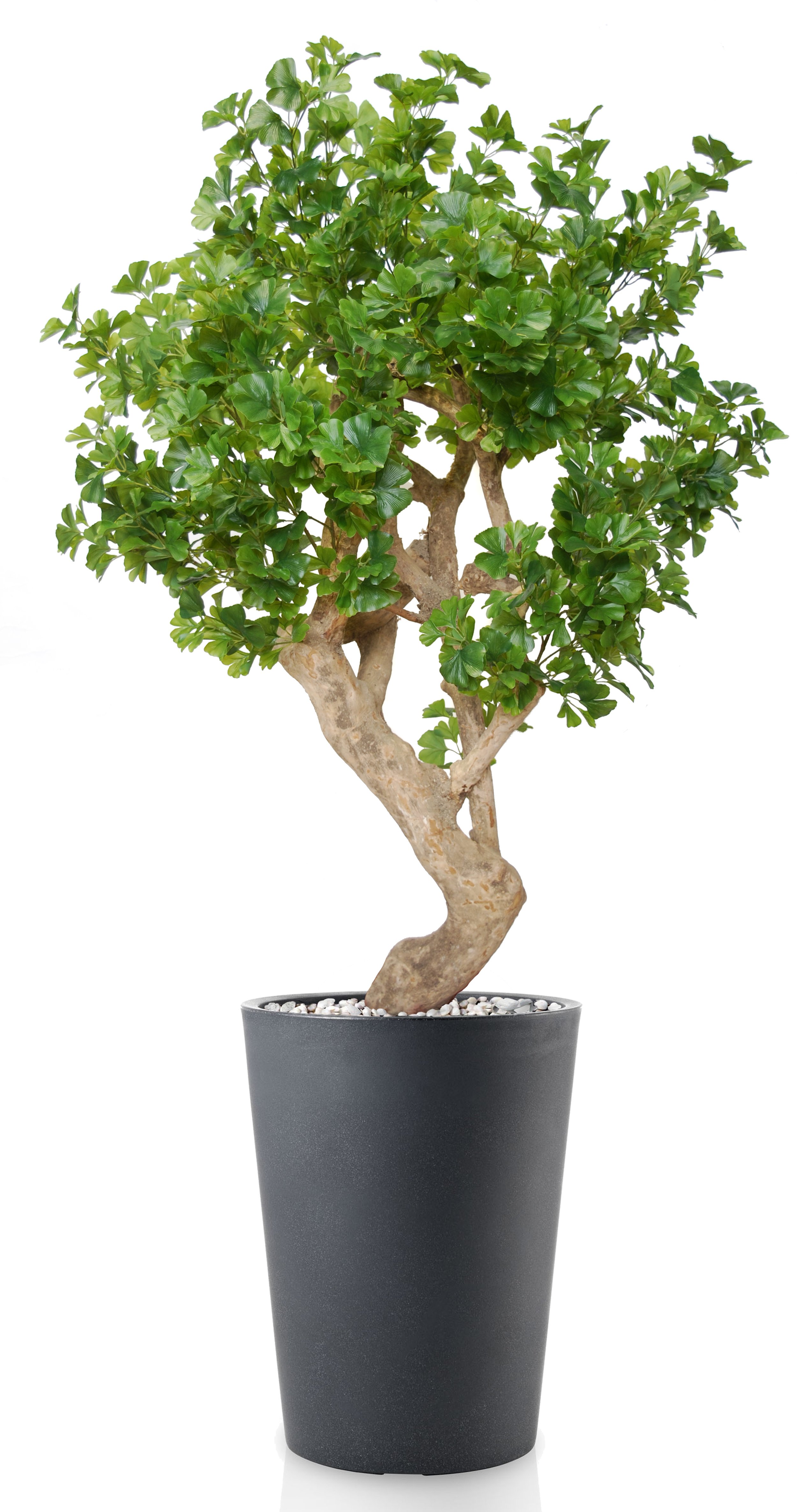 Poluveštački ginko Crown 180cm