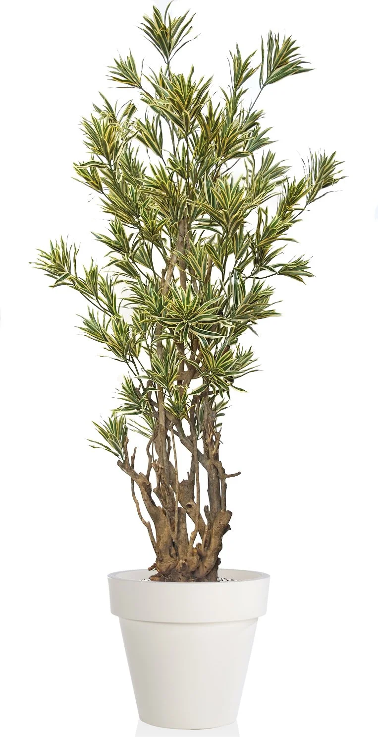 Poluveštačka drakena Reflexa Malabar 220cm