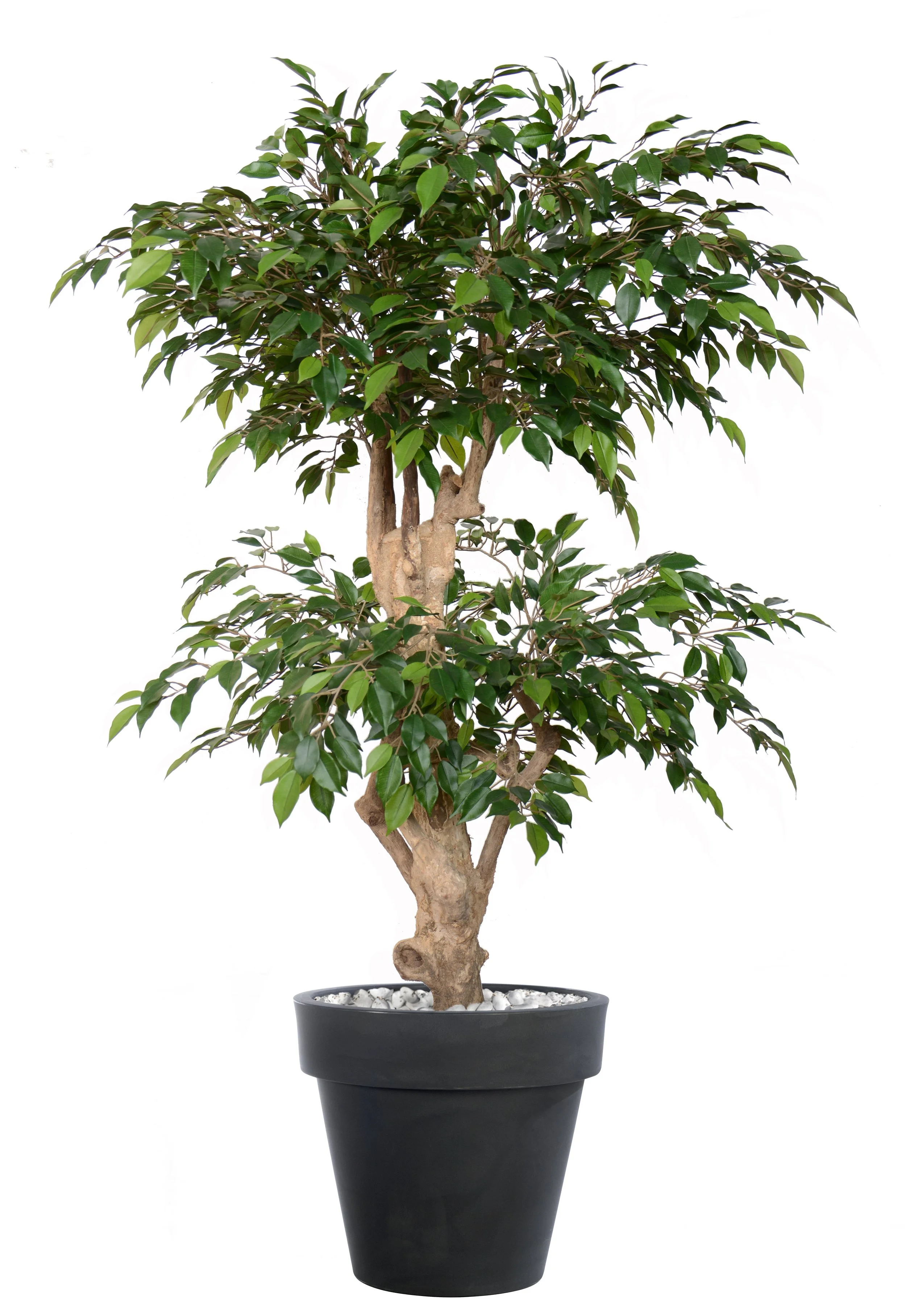 Poluveštački fikus Nitida Double Step 160cm
