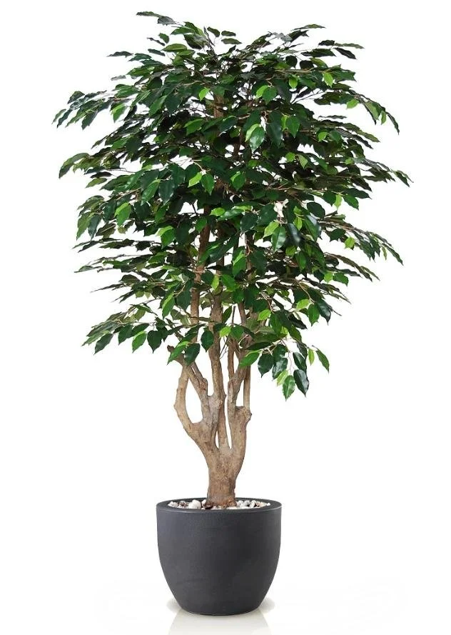 Poluveštački fikus Exotica Malabar 180cm