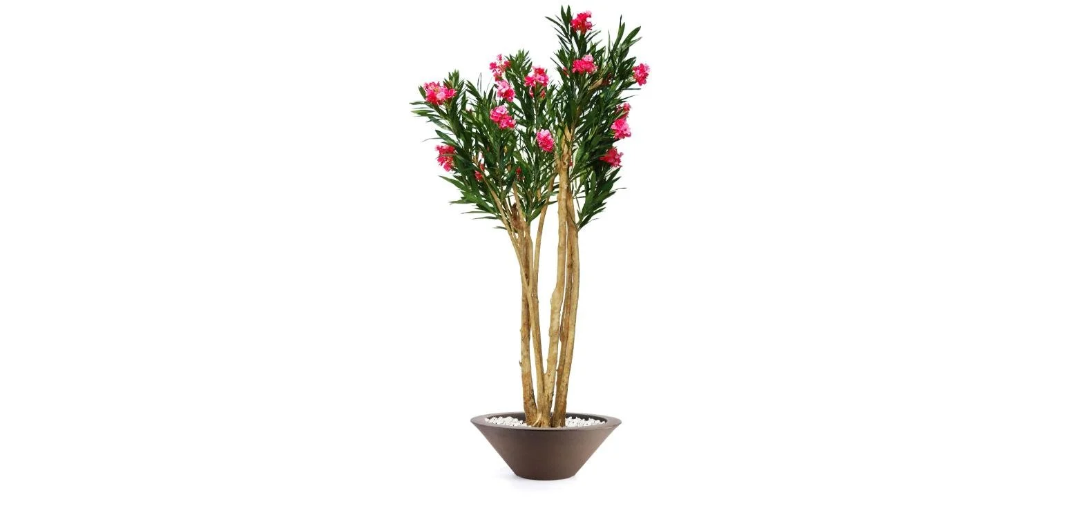 Poluveštački oleander Florida 240cm