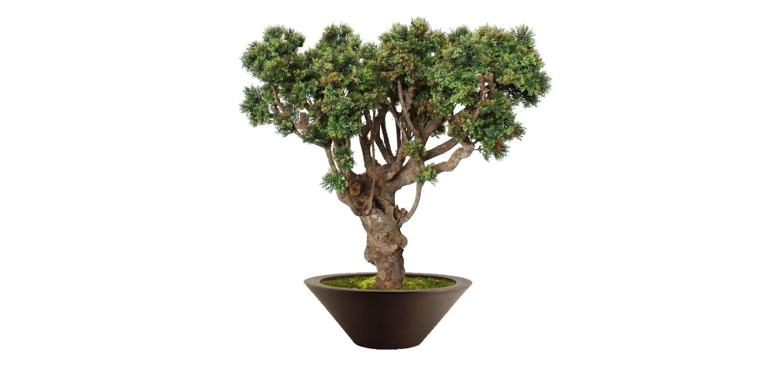 Poluveštački šimšir Mini Robusta 120cm