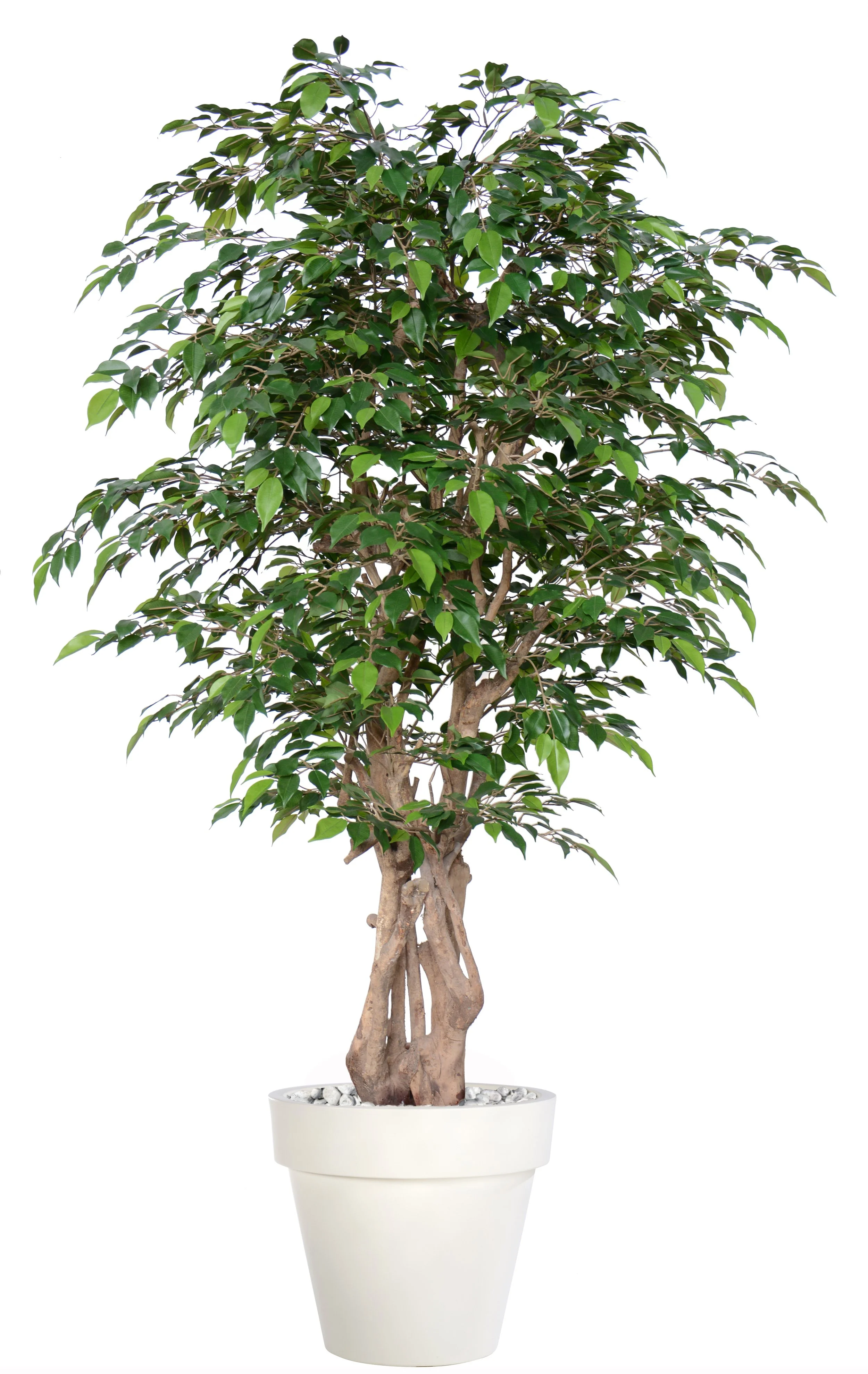 Poluveštački fikus Nitida Malabar 180cm