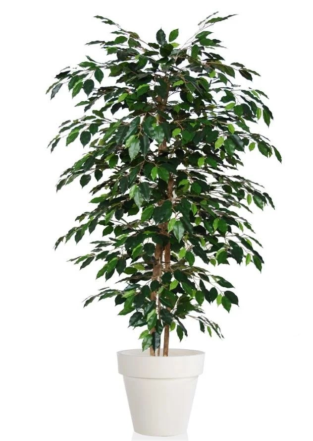 Poluveštački fikus Exotica Almora 180cm