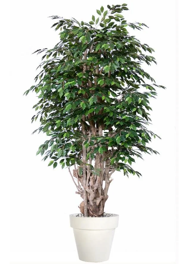 Poluveštački fikus Exotica Malabar Lux 250cm