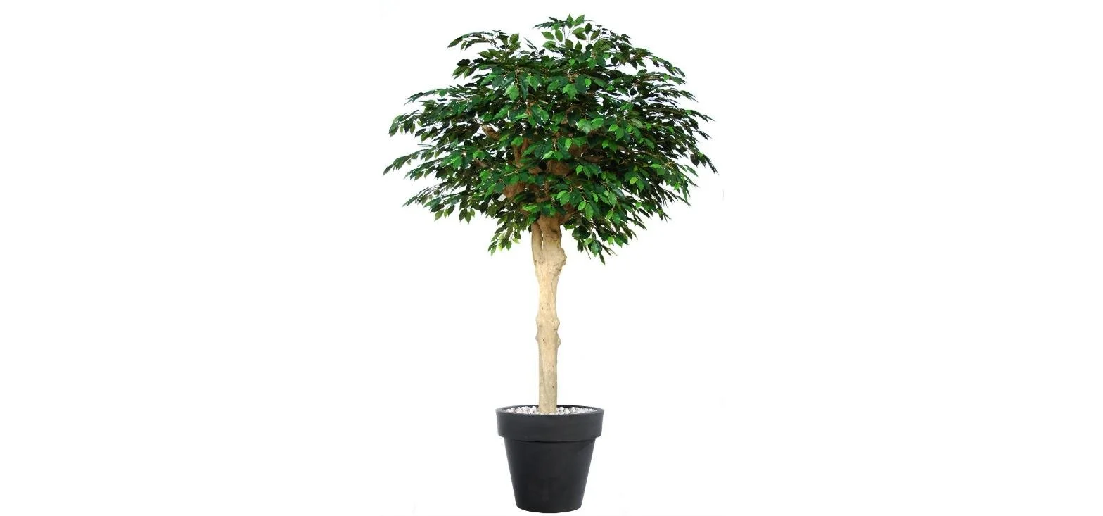 Poluveštački fikus Exotica Nidra 250cm