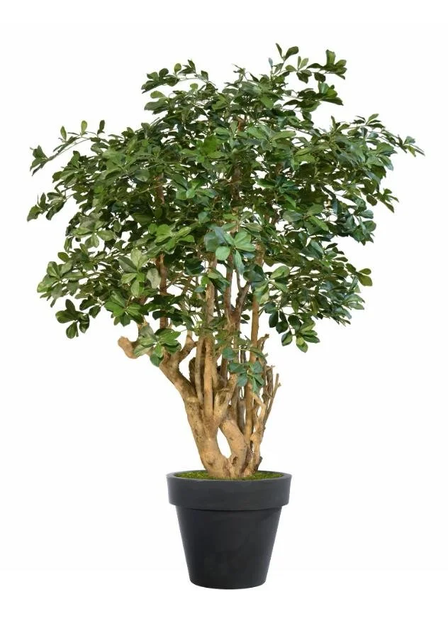 Poluveštačka buksifolija Robusta 170cm