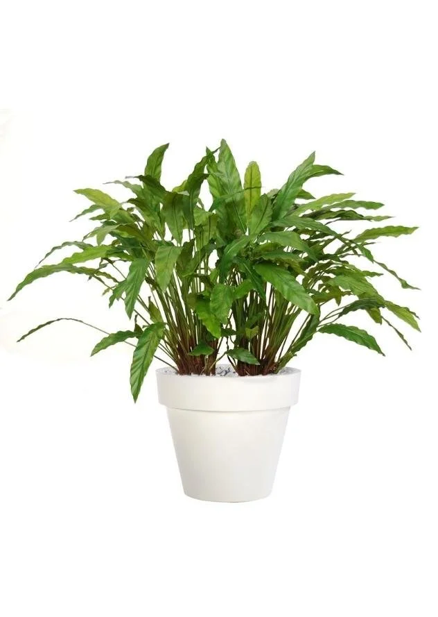 Poluveštačka kalateja Bush Lux 80cm