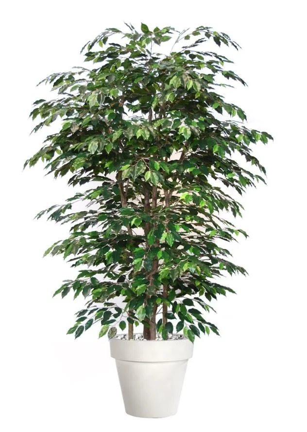 Poluveštački fikus Exotica Boschetto 220cm