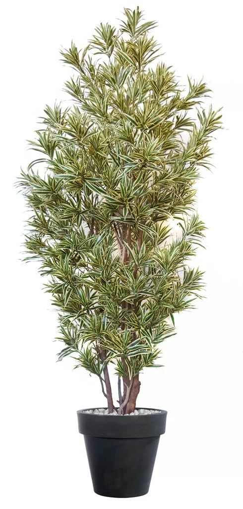 Poluveštačka drakena Reflexa Boschetto 220cm