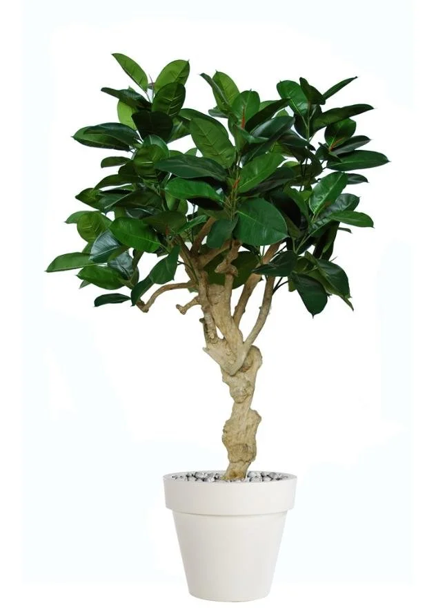 Poluveštački fikus Elastica Crown 180cm