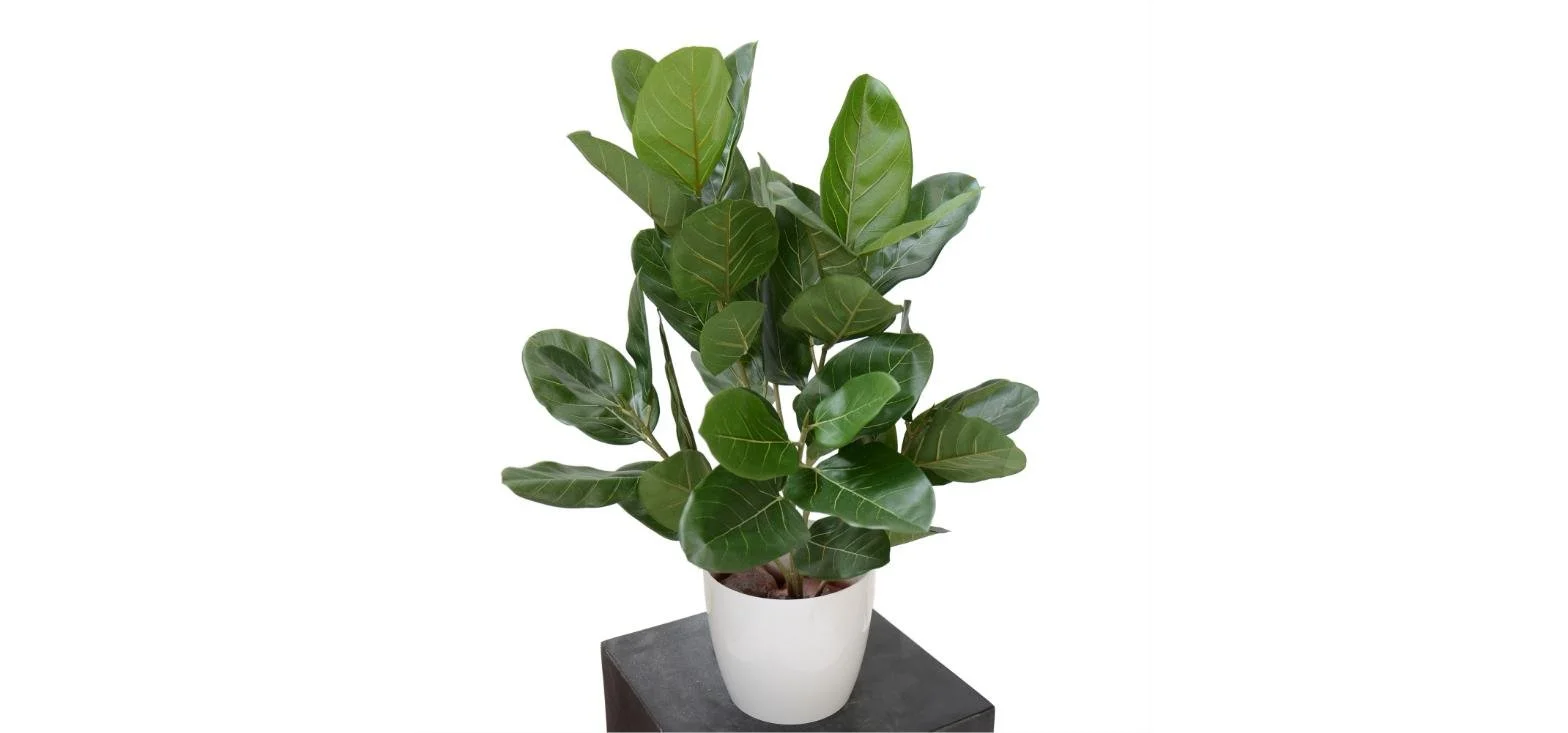 Poluveštački fikus Audrey Bush 80cm