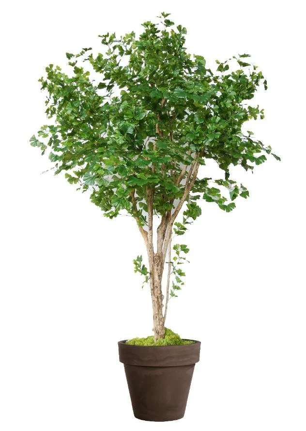Poluveštački ginko Florida 260cm